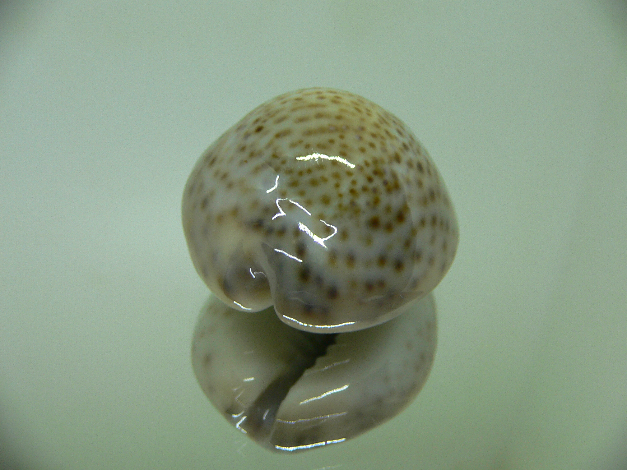 Cypraea turdus winckworthi (var.) BIG & COLOR