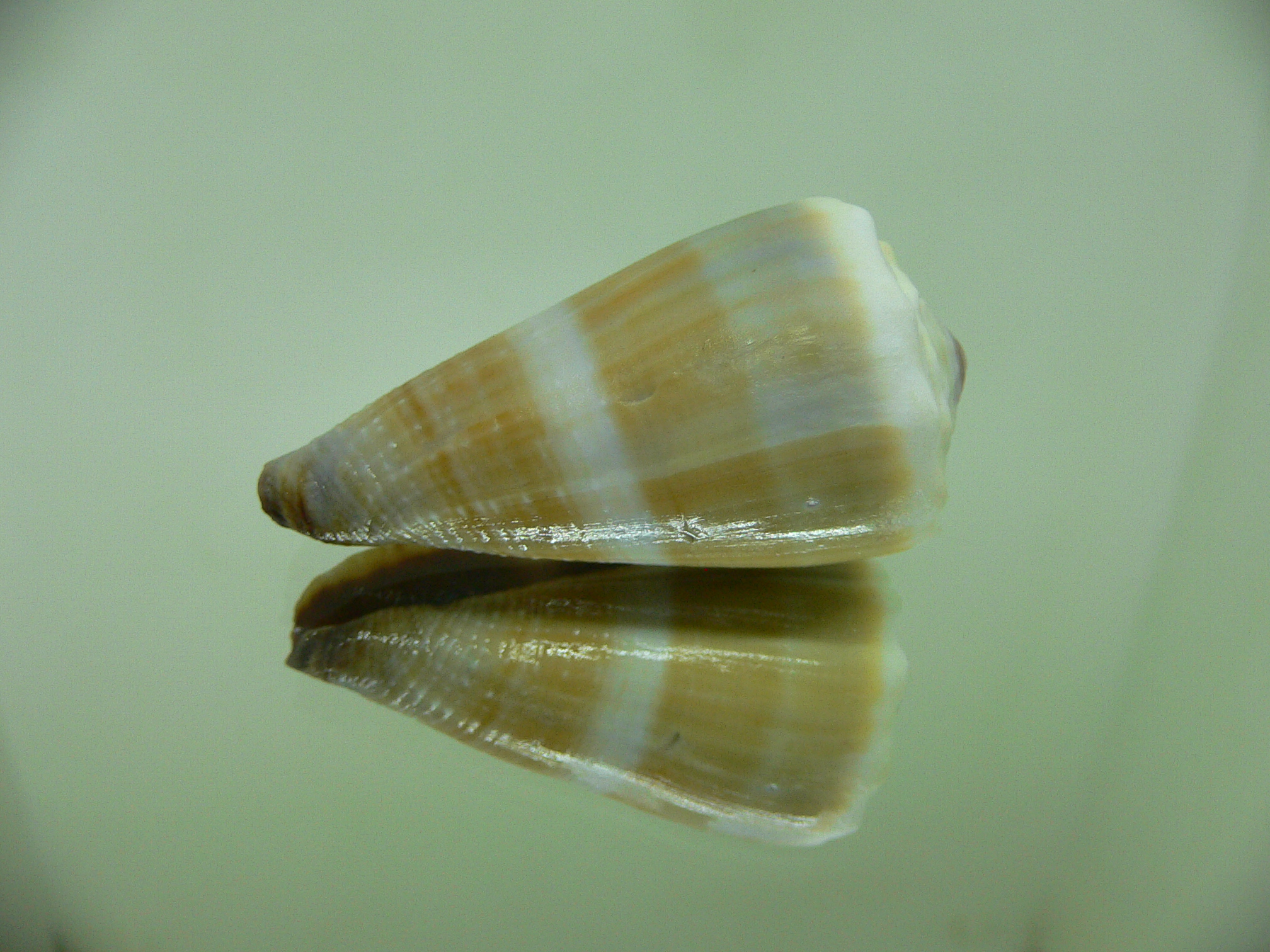 Conus lividus SALE