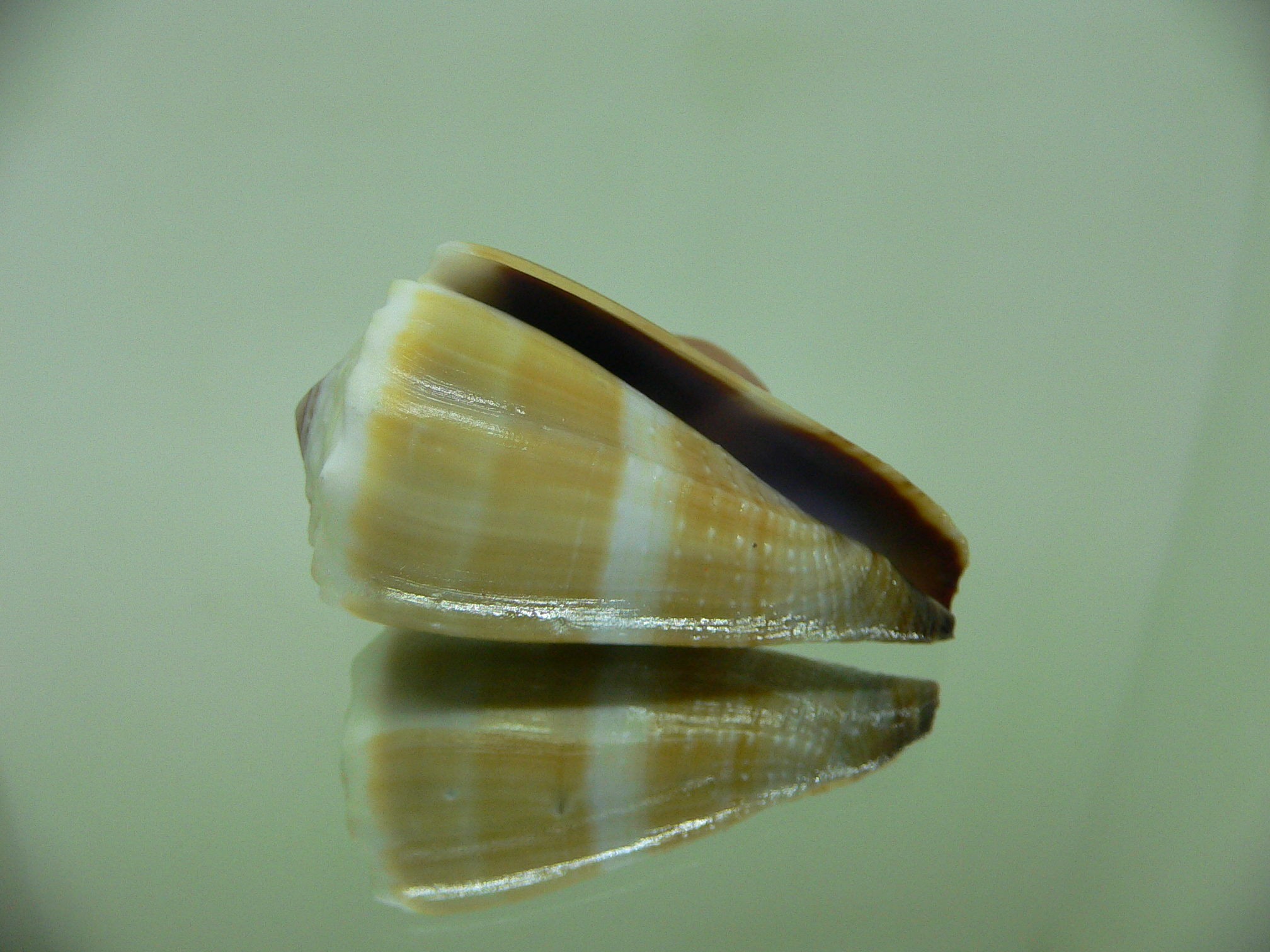 Conus lividus SALE