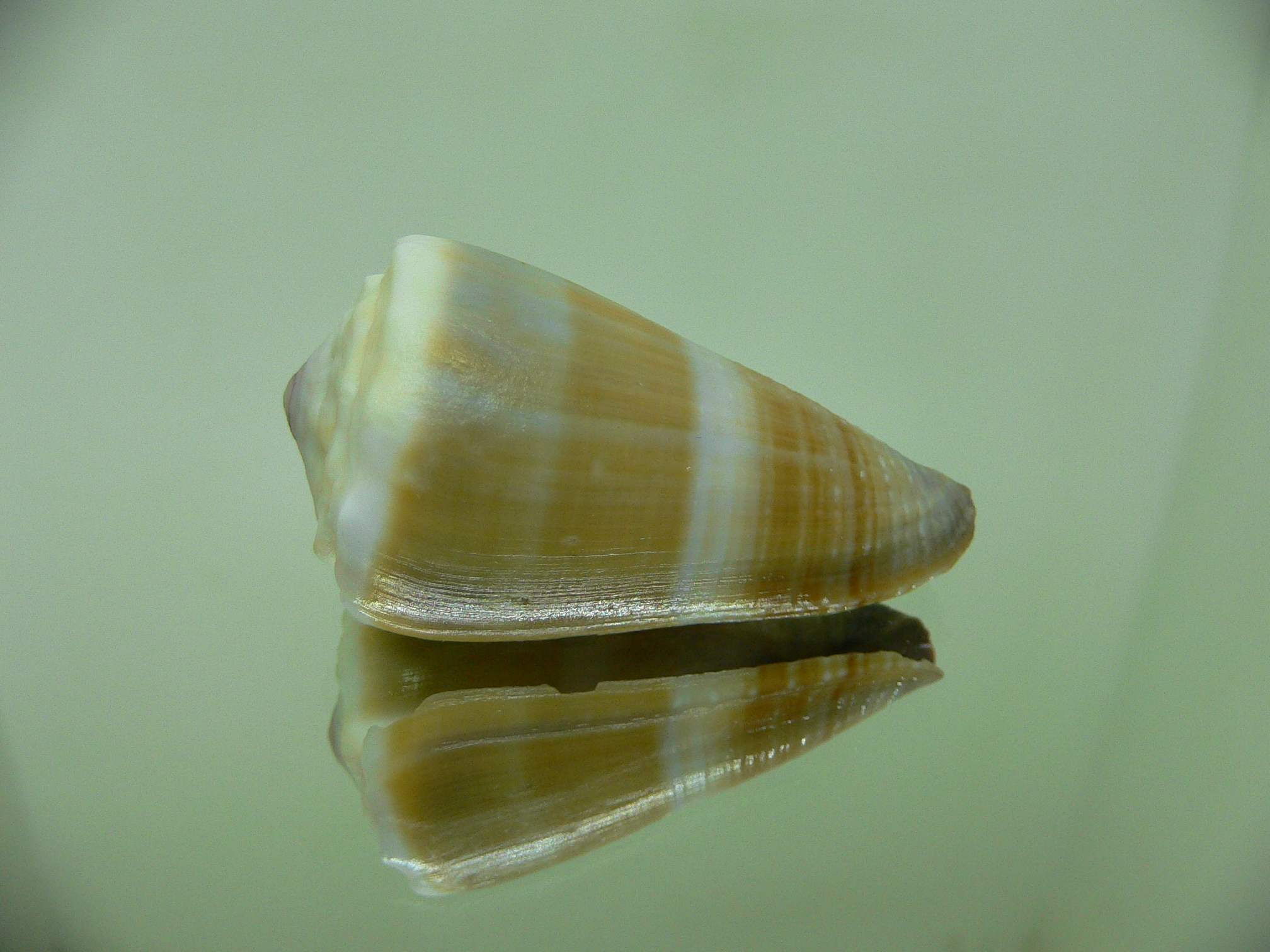 Conus lividus SALE