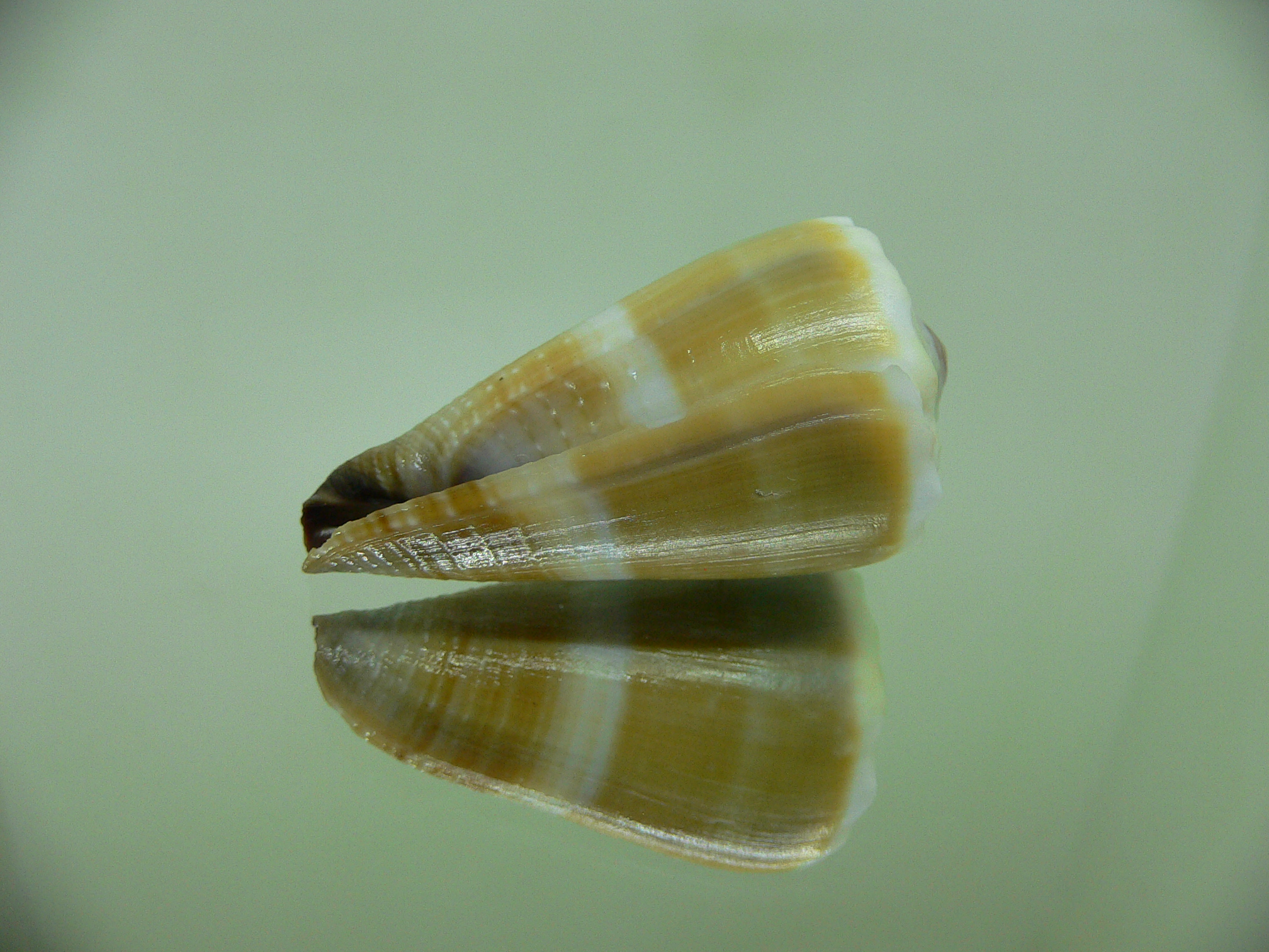 Conus lividus SALE