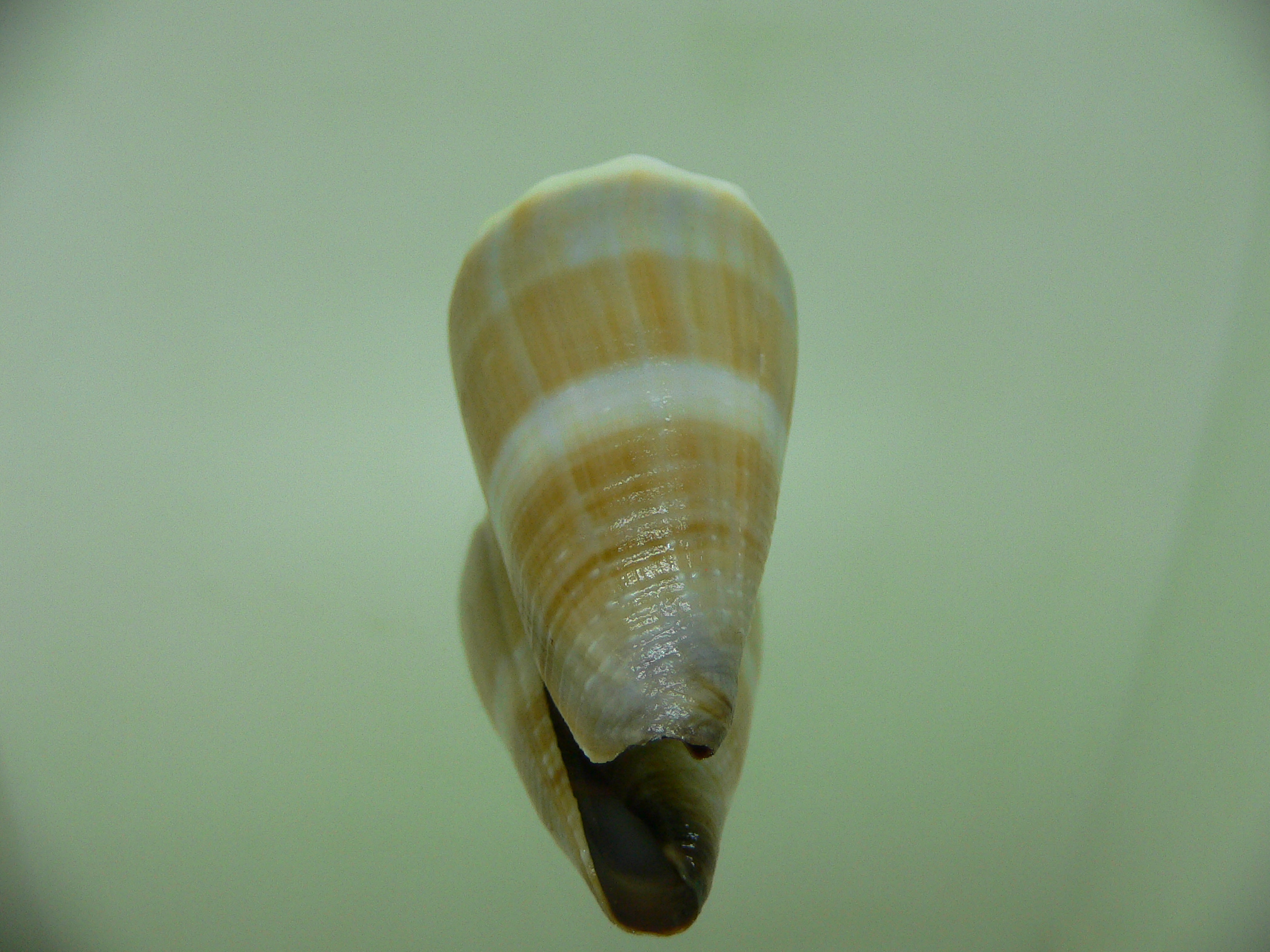 Conus lividus SALE