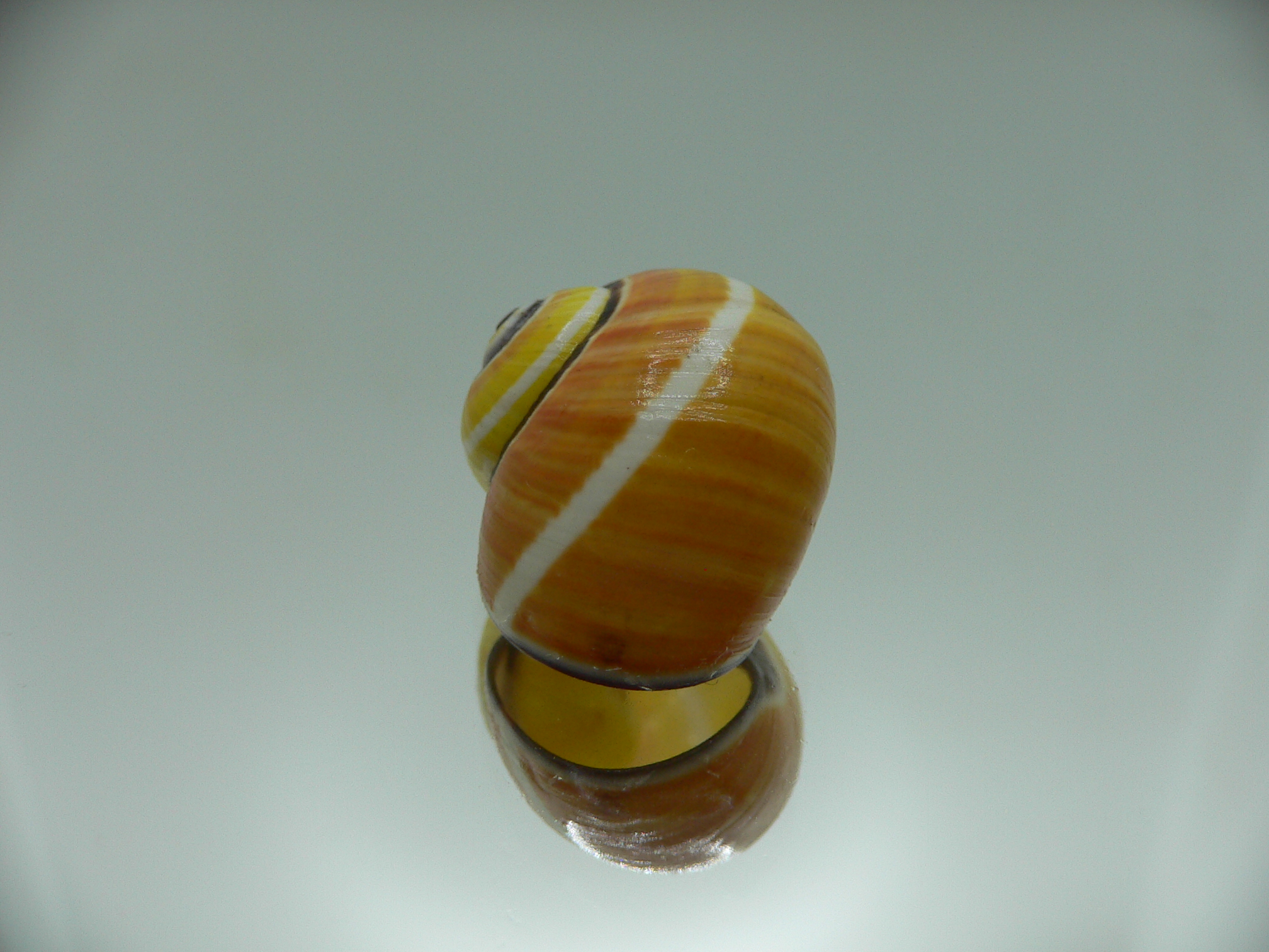 Polymita picta nigrolimbata VERY RARE ENDEMIC & COLOR