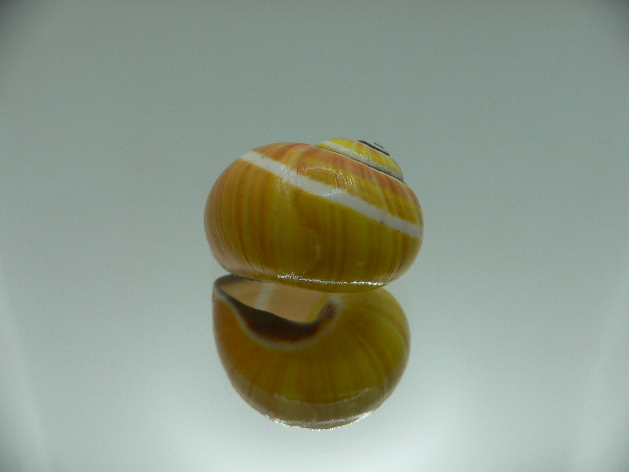 Polymita picta nigrolimbata VERY RARE ENDEMIC & COLOR