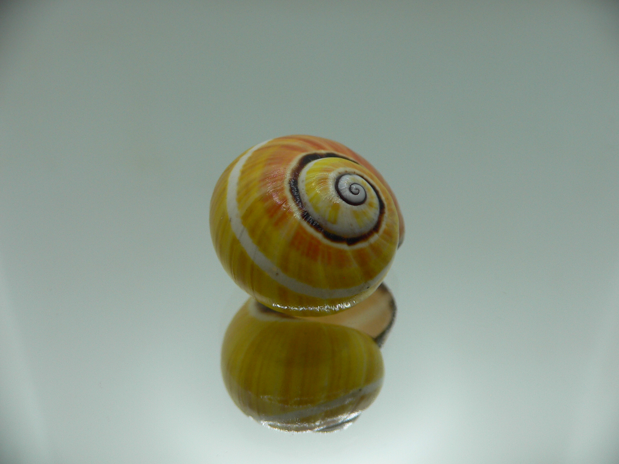 Polymita picta nigrolimbata VERY RARE ENDEMIC & COLOR