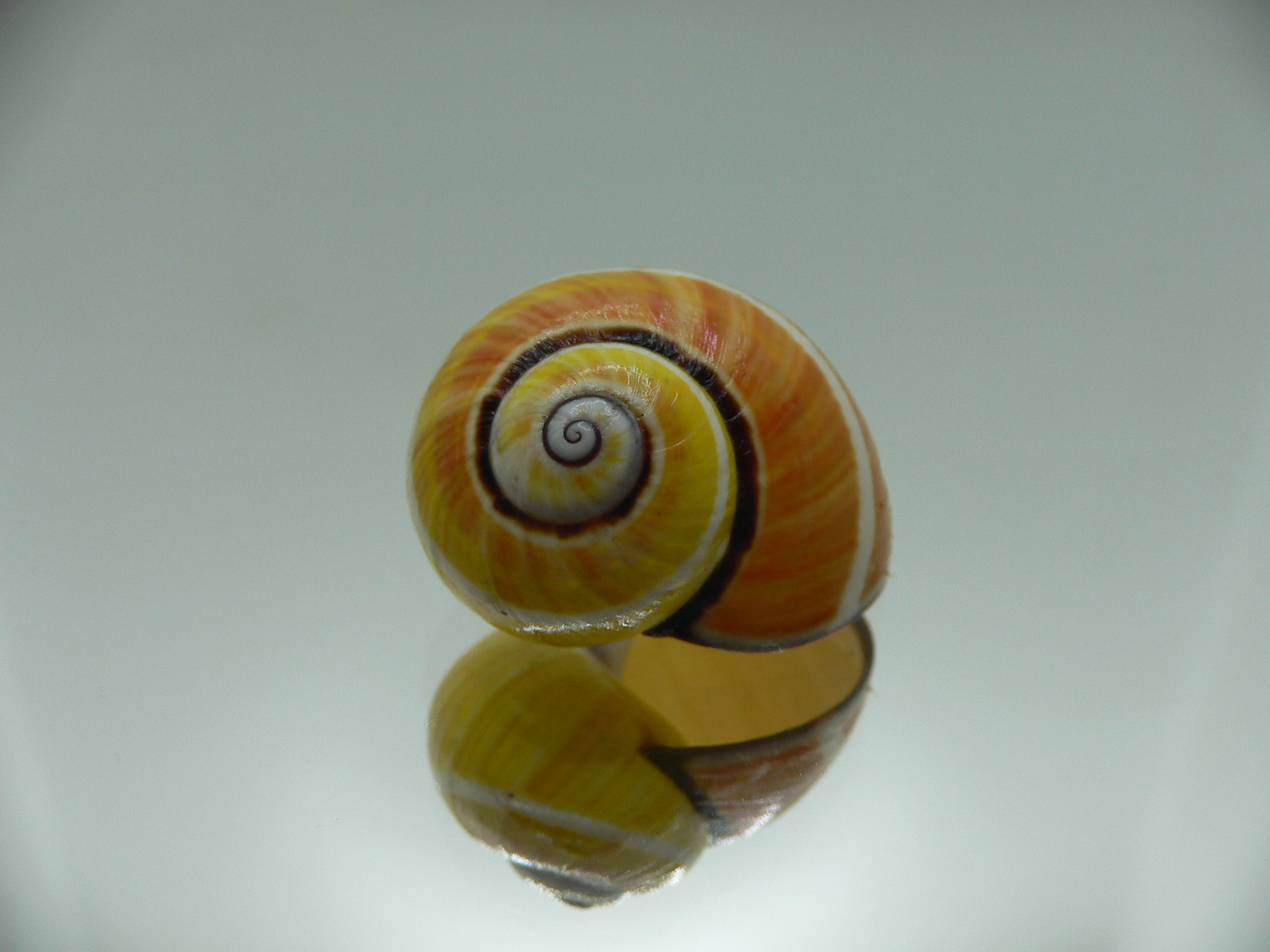 Polymita picta nigrolimbata VERY RARE ENDEMIC & COLOR