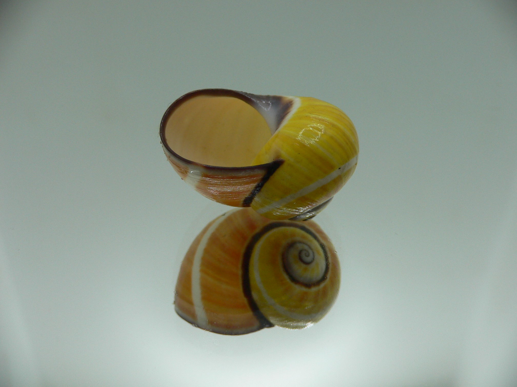 Polymita picta nigrolimbata VERY RARE ENDEMIC & COLOR