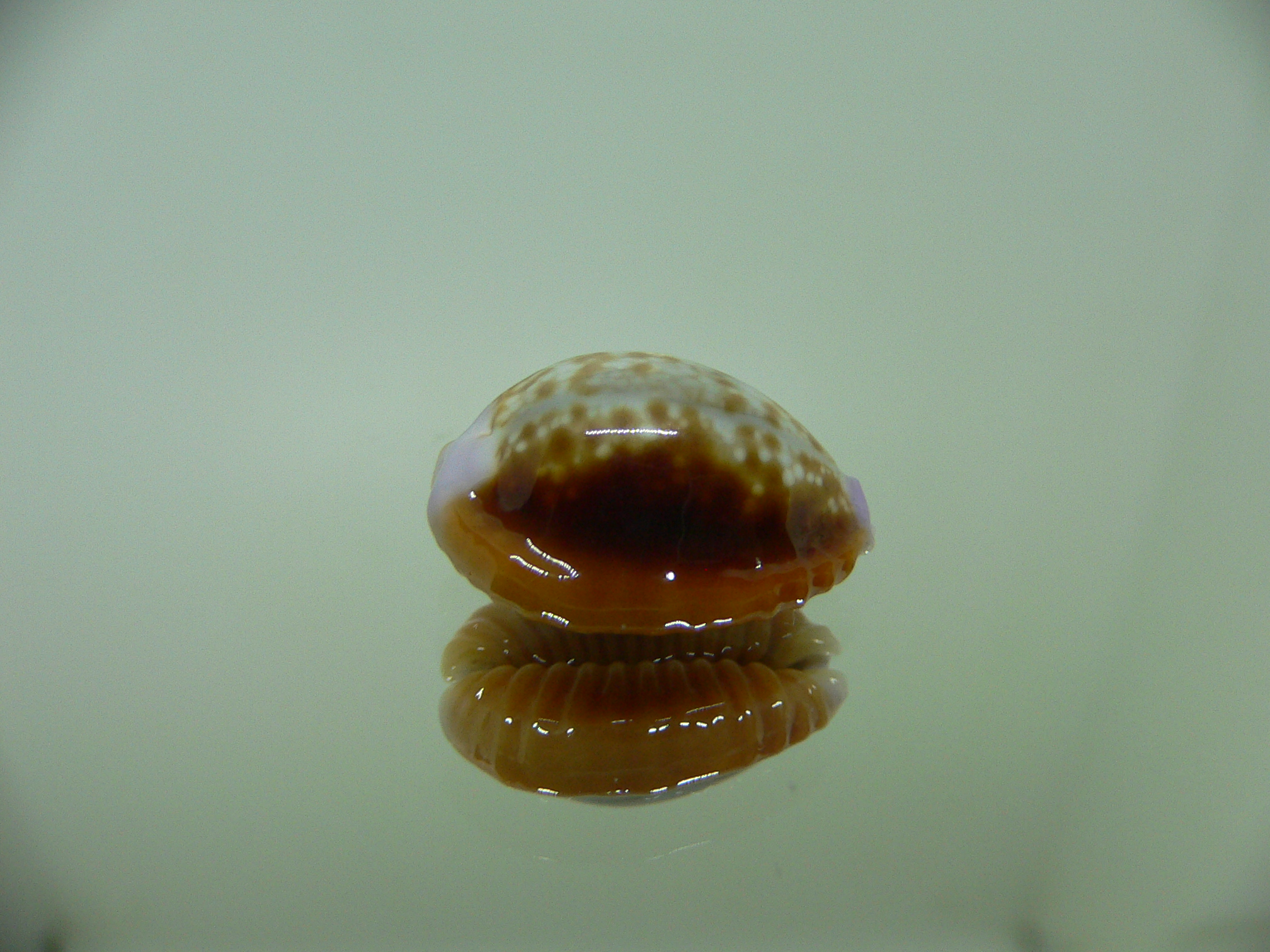 Cypraea helvola argella (var) FLANGED