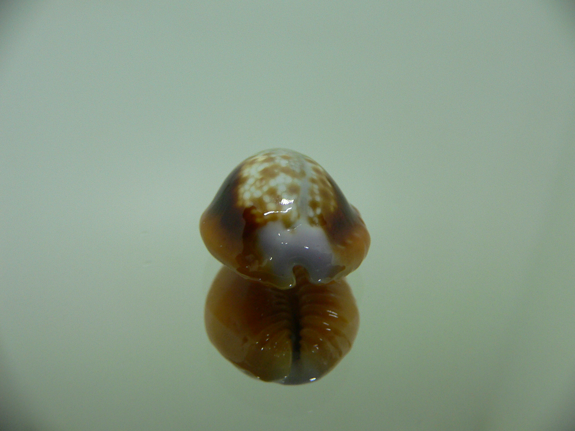 Cypraea helvola argella (var) FLANGED