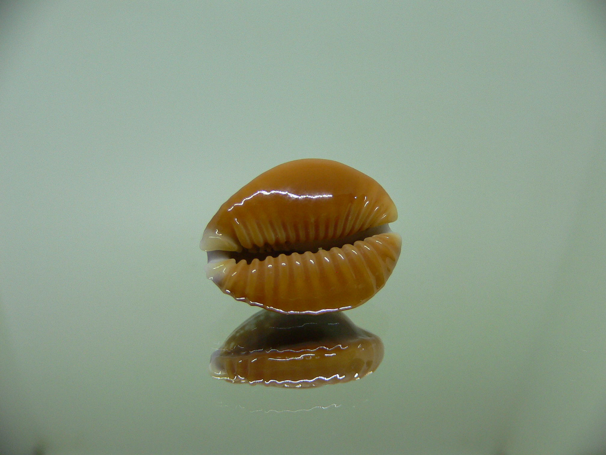 Cypraea helvola argella (var) FLANGED