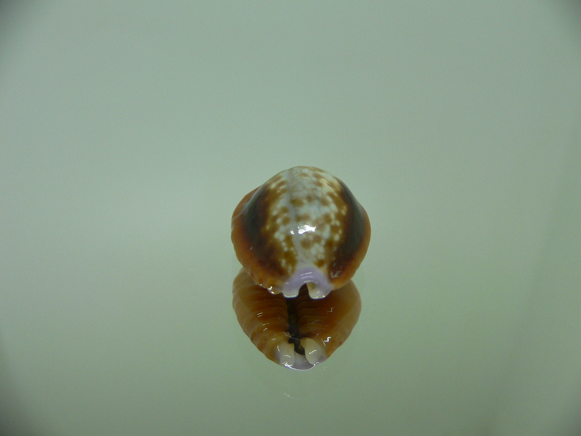 Cypraea helvola argella (var) FLANGED