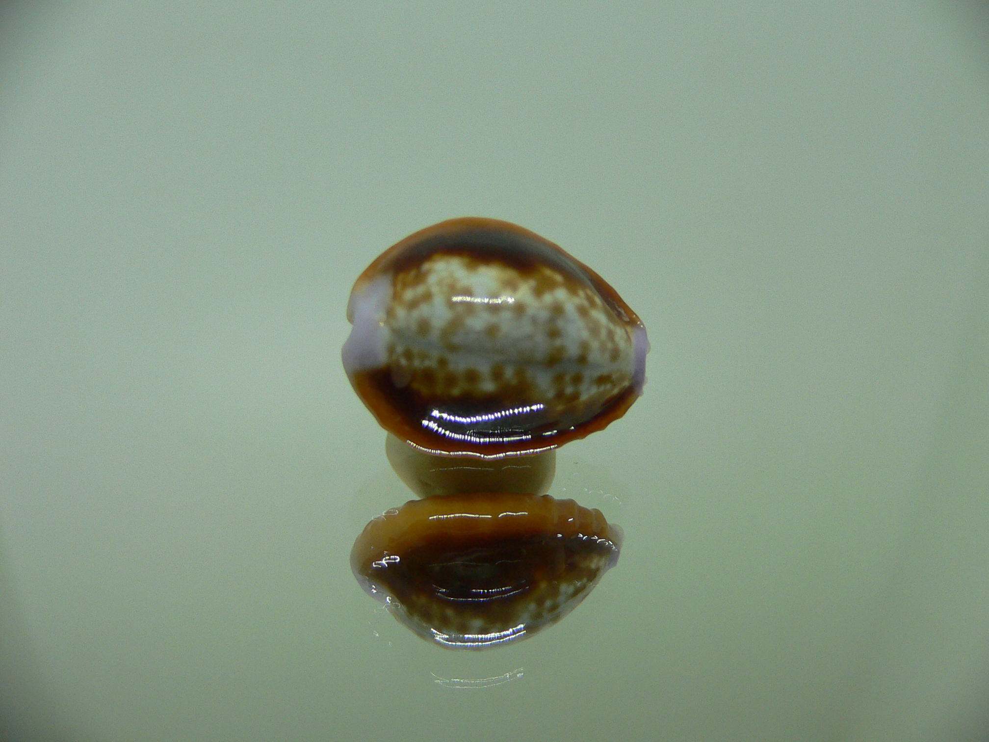 Cypraea helvola argella (var) FLANGED