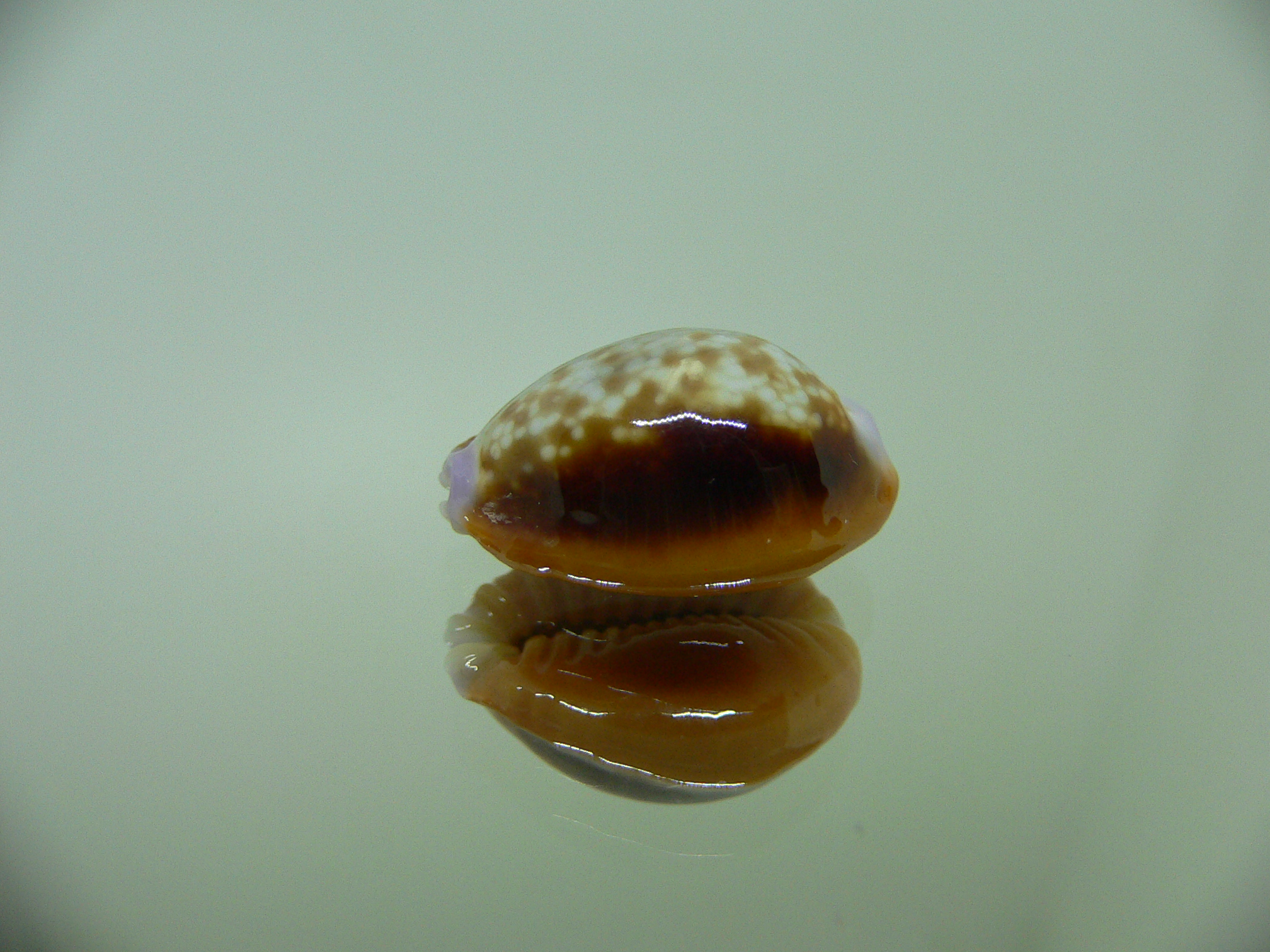 Cypraea helvola argella (var) FLANGED