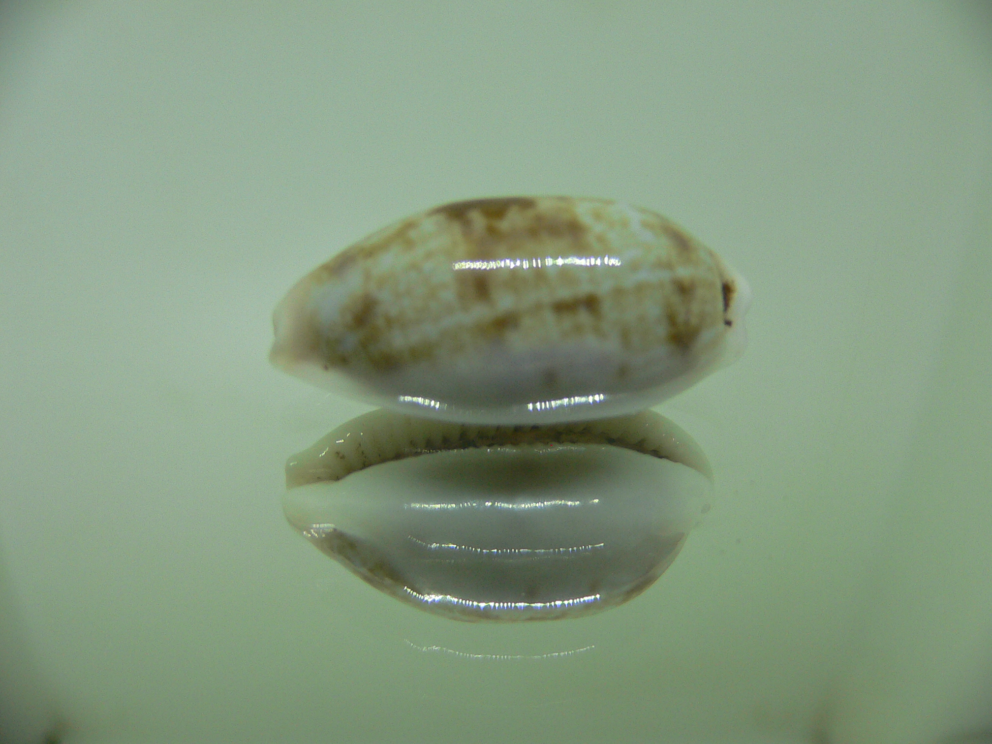 Cypraea talostolida teres teres