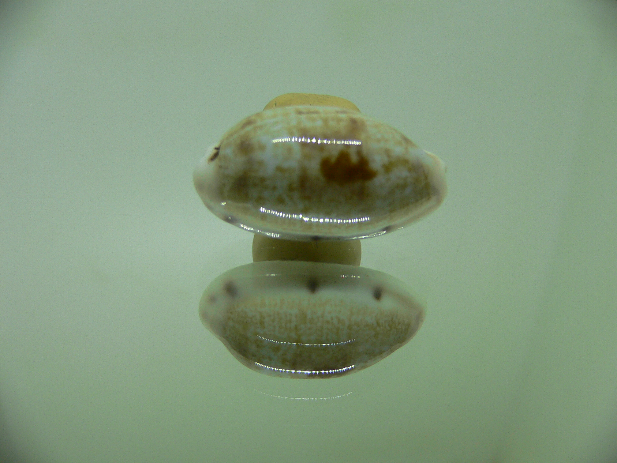 Cypraea talostolida teres teres