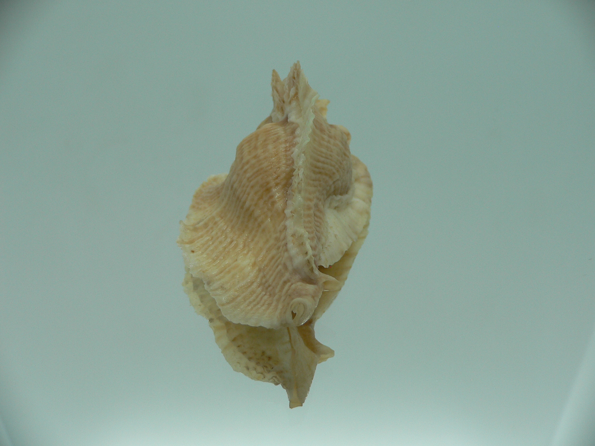 Pterochelus triformis COLOR