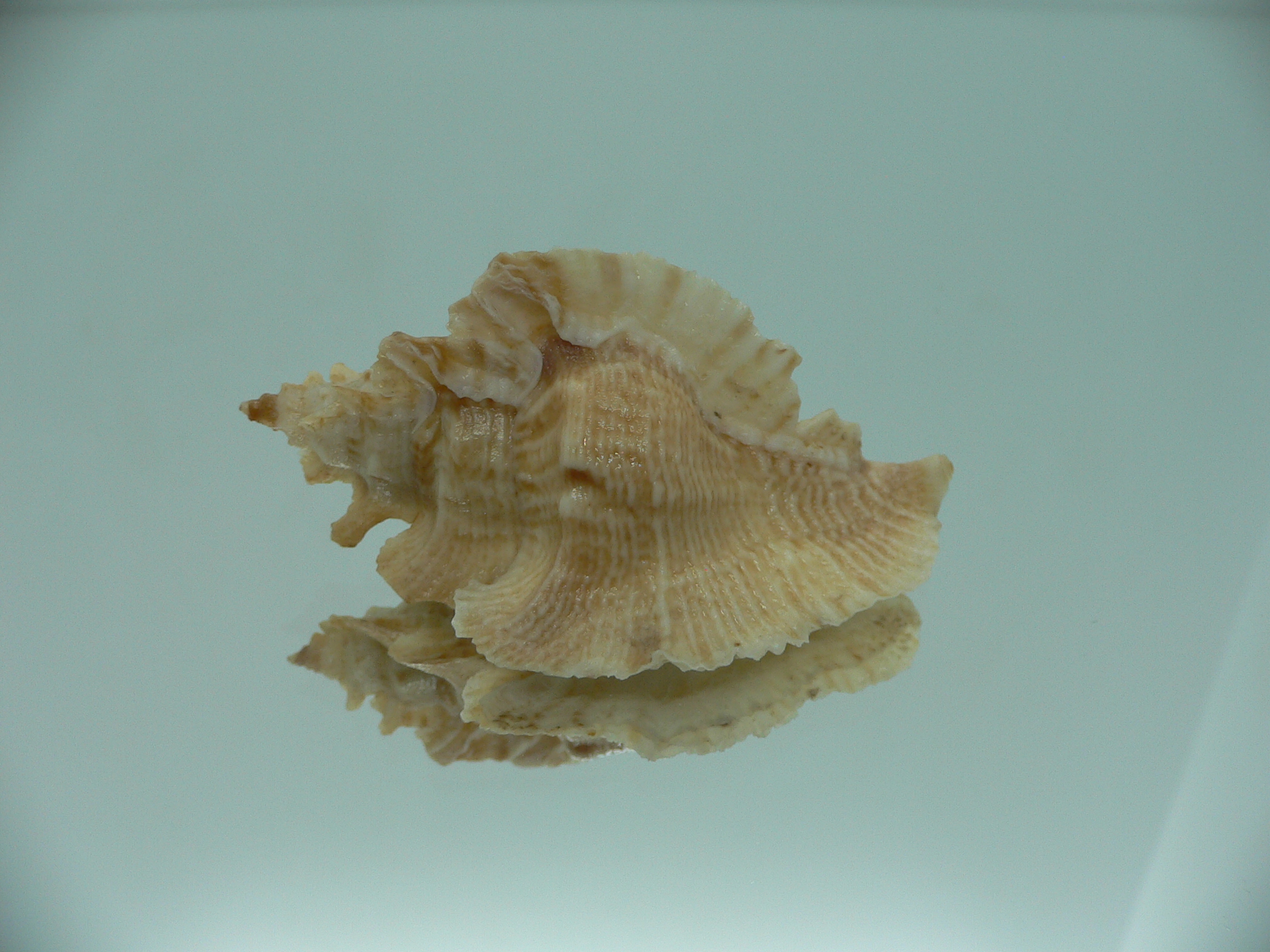 Pterochelus triformis COLOR