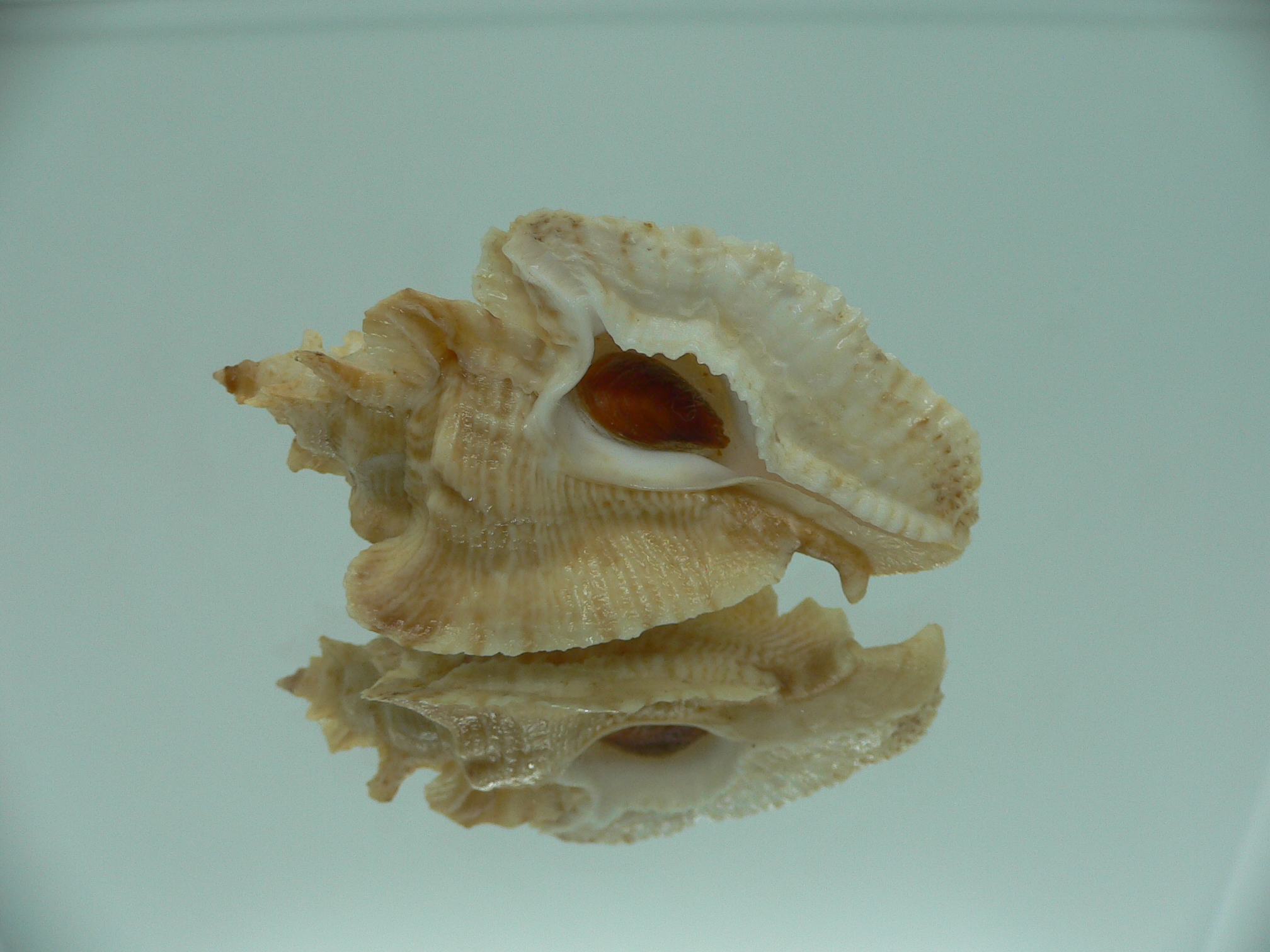 Pterochelus triformis COLOR
