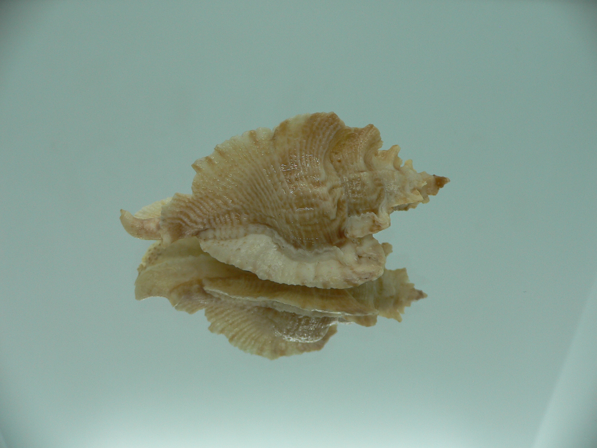 Pterochelus triformis COLOR
