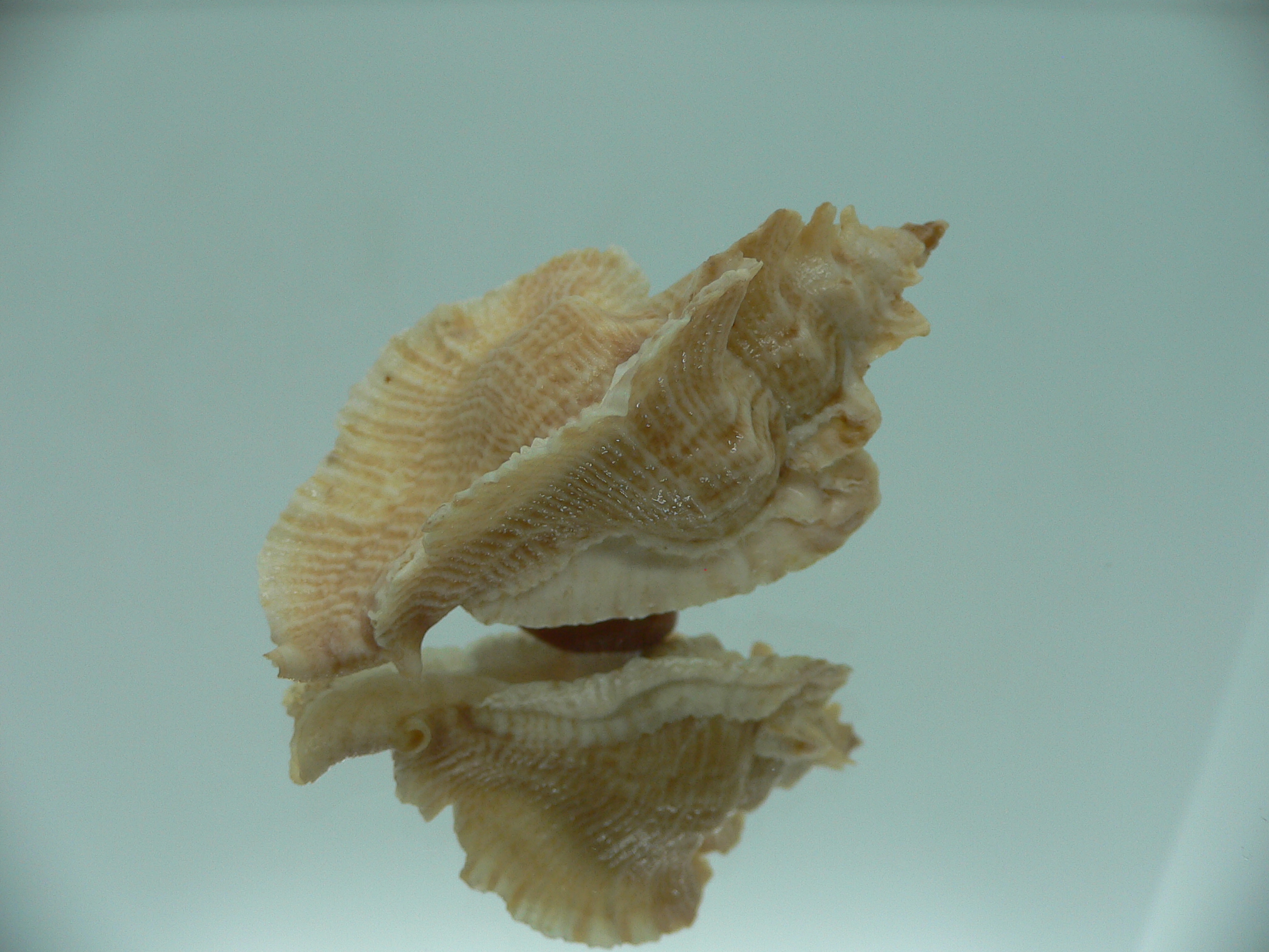 Pterochelus triformis COLOR