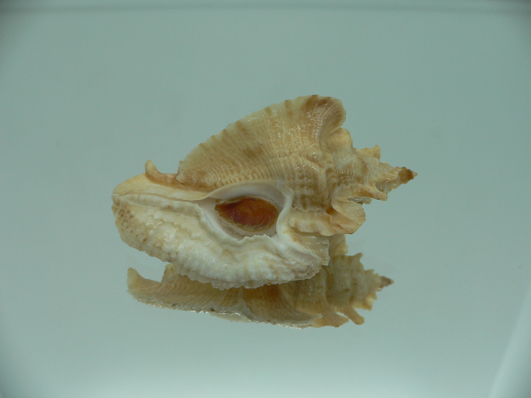 Pterochelus triformis COLOR