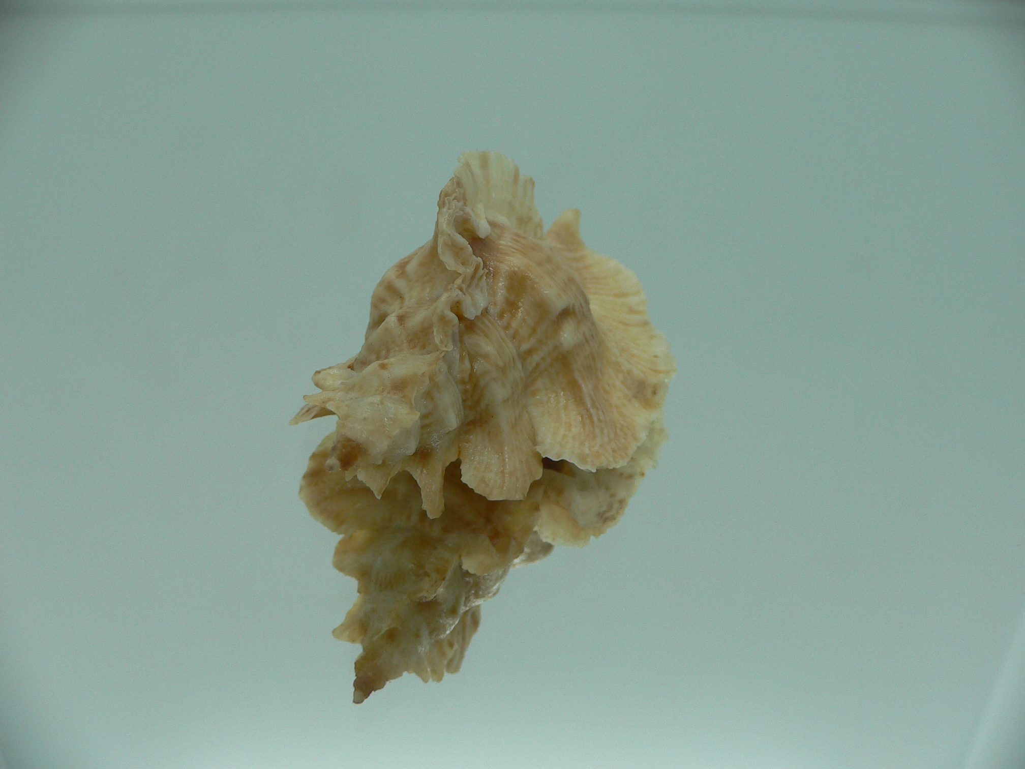 Pterochelus triformis COLOR