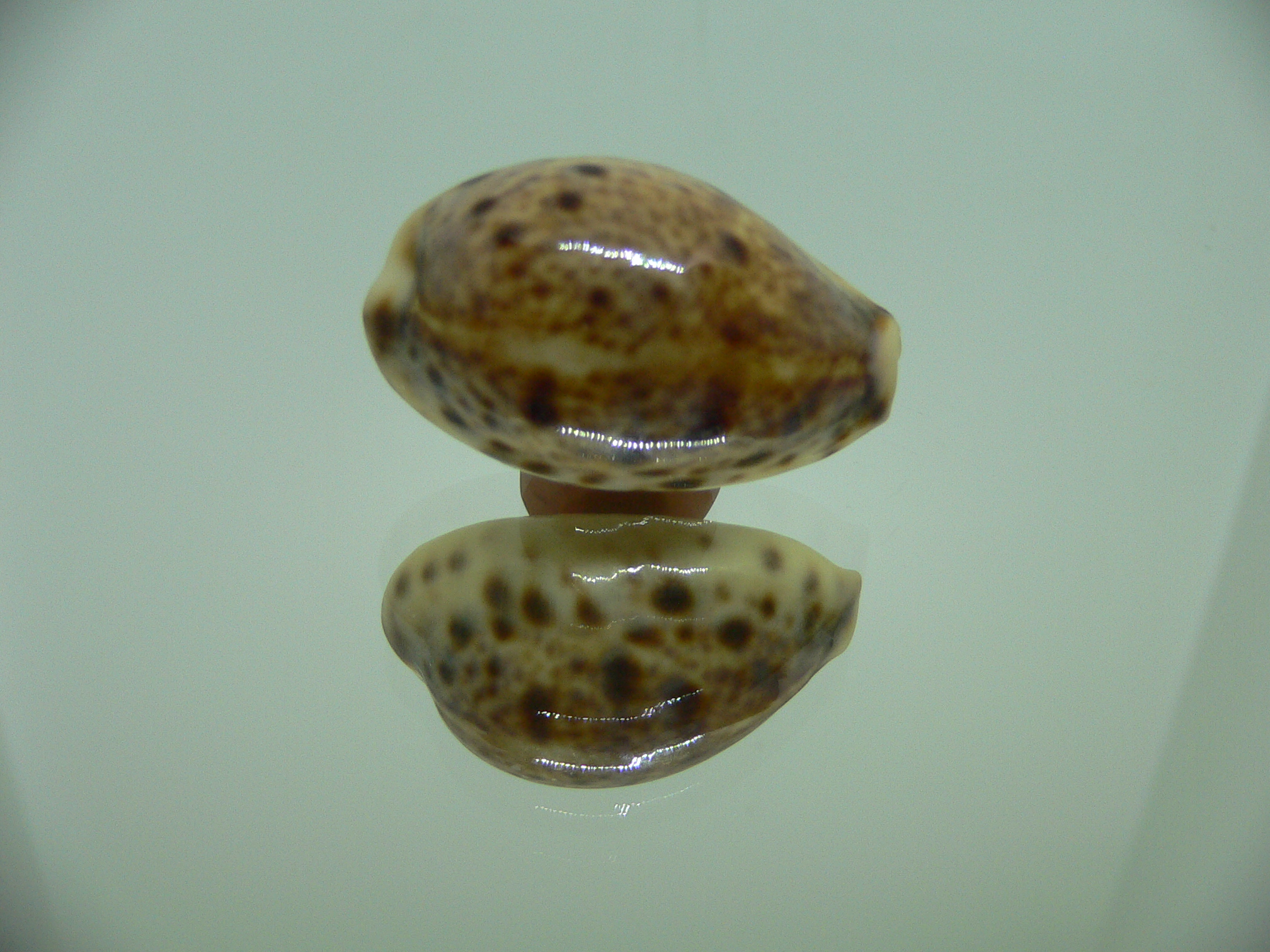 Cypraea lynx vanelli (var.) SUPER COLOR