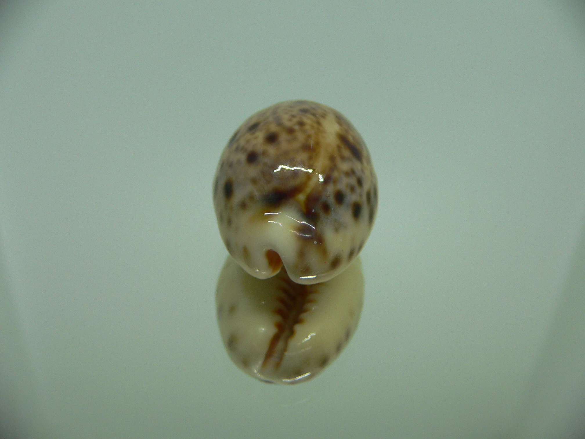 Cypraea lynx vanelli (var.) SUPER COLOR