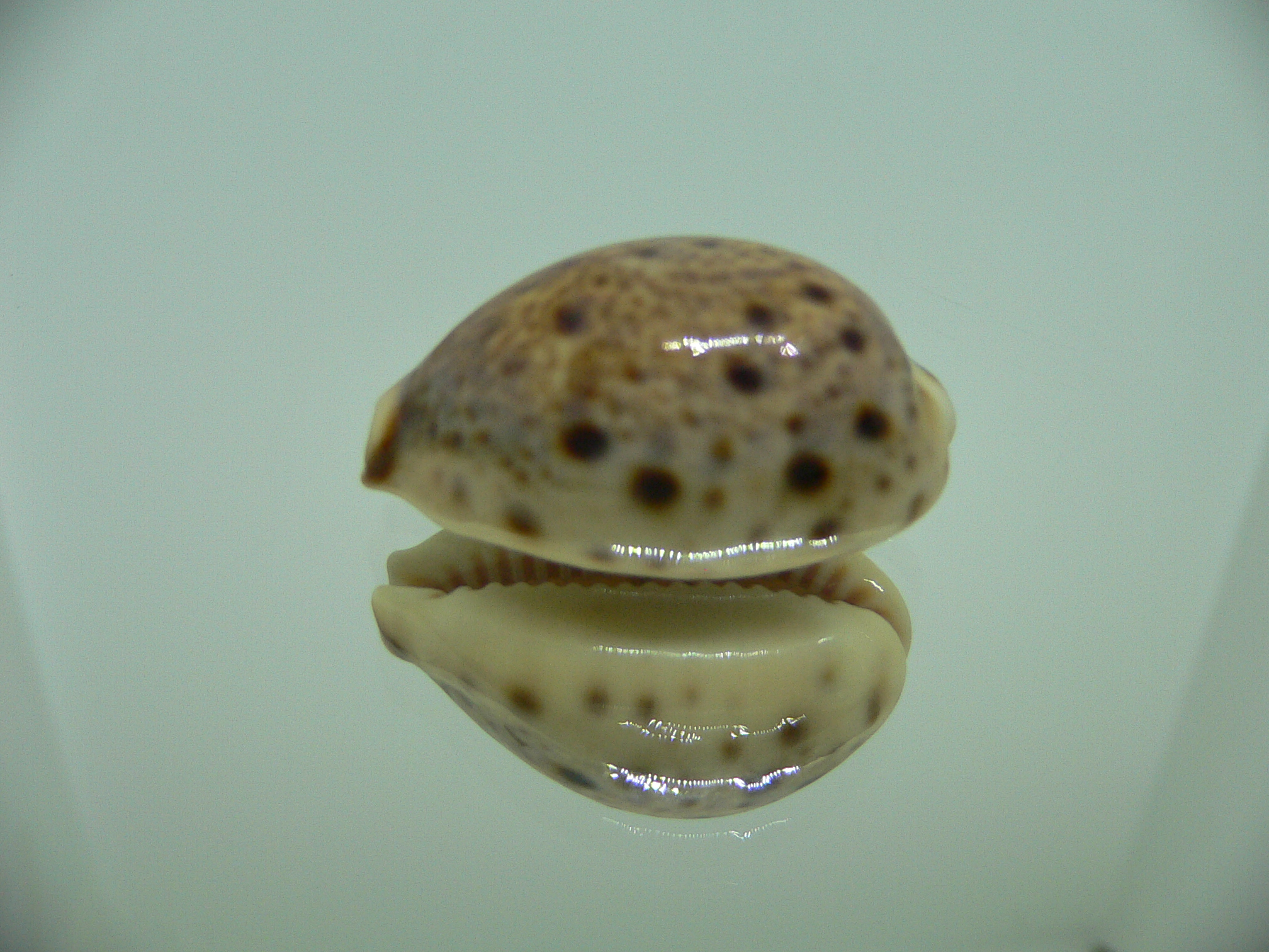 Cypraea lynx vanelli (var.) SUPER COLOR