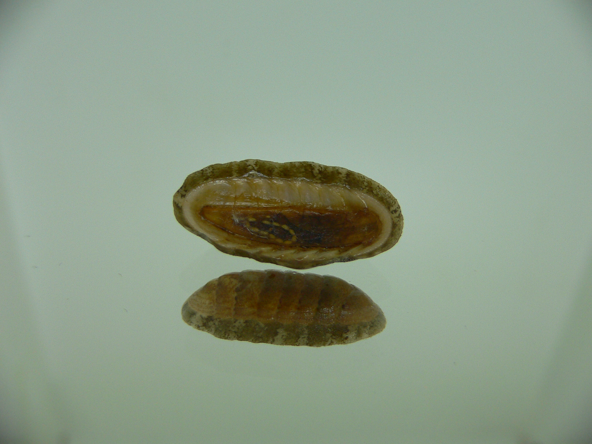 Chiton SP. 1