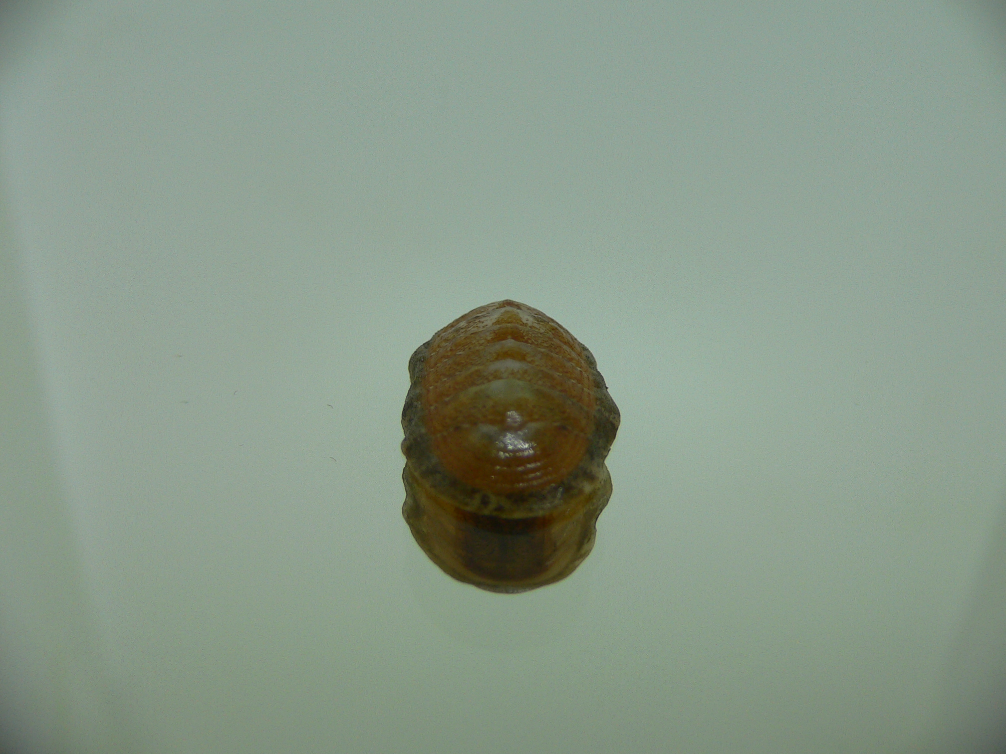 Chiton SP. 1