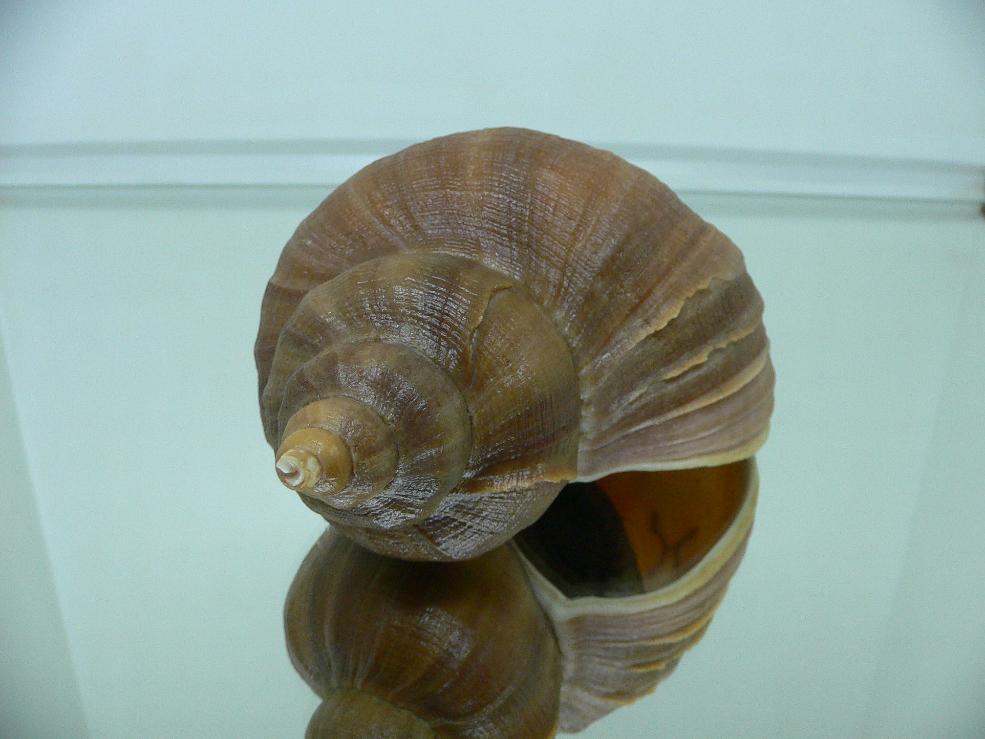 Neptunea constricta THICK LIP 1