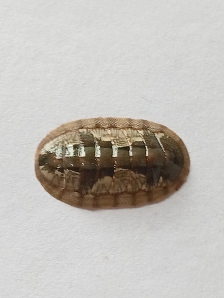 Ischnochiton smaragdinus ENDEMIC