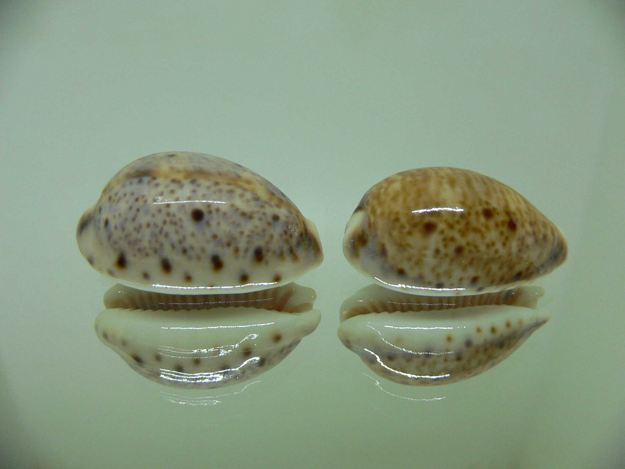 Cypraea lynx (комплект)