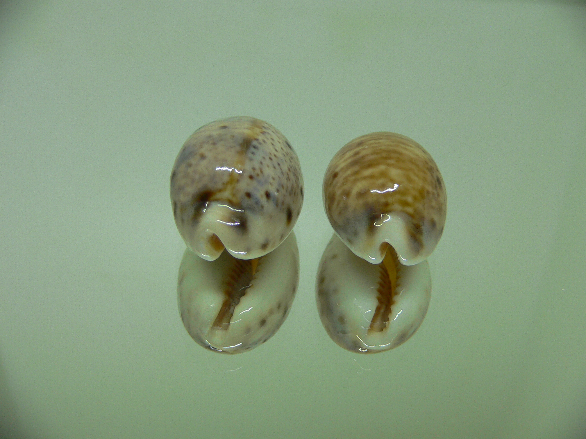 Cypraea lynx (комплект)