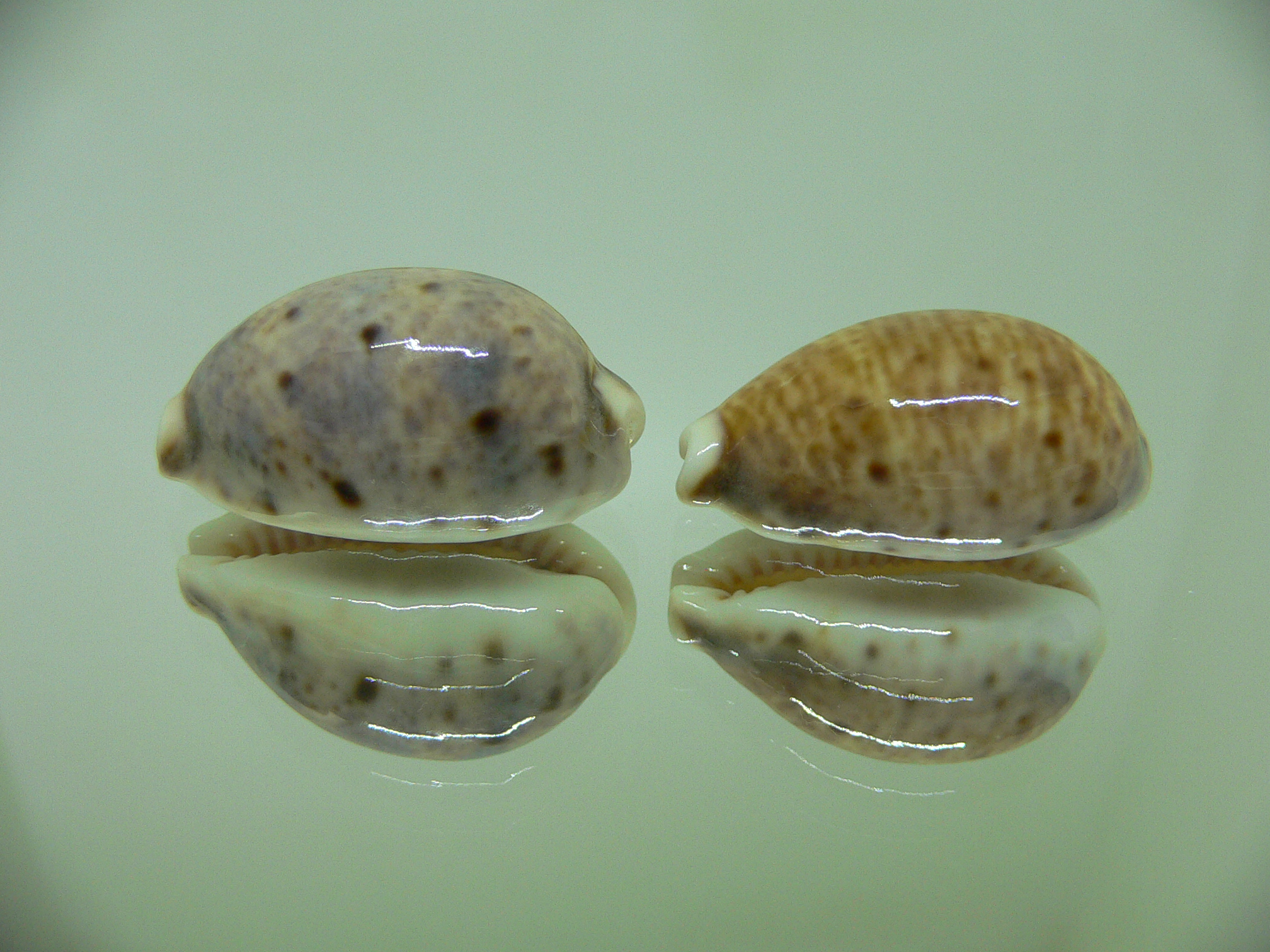 Cypraea lynx (комплект)