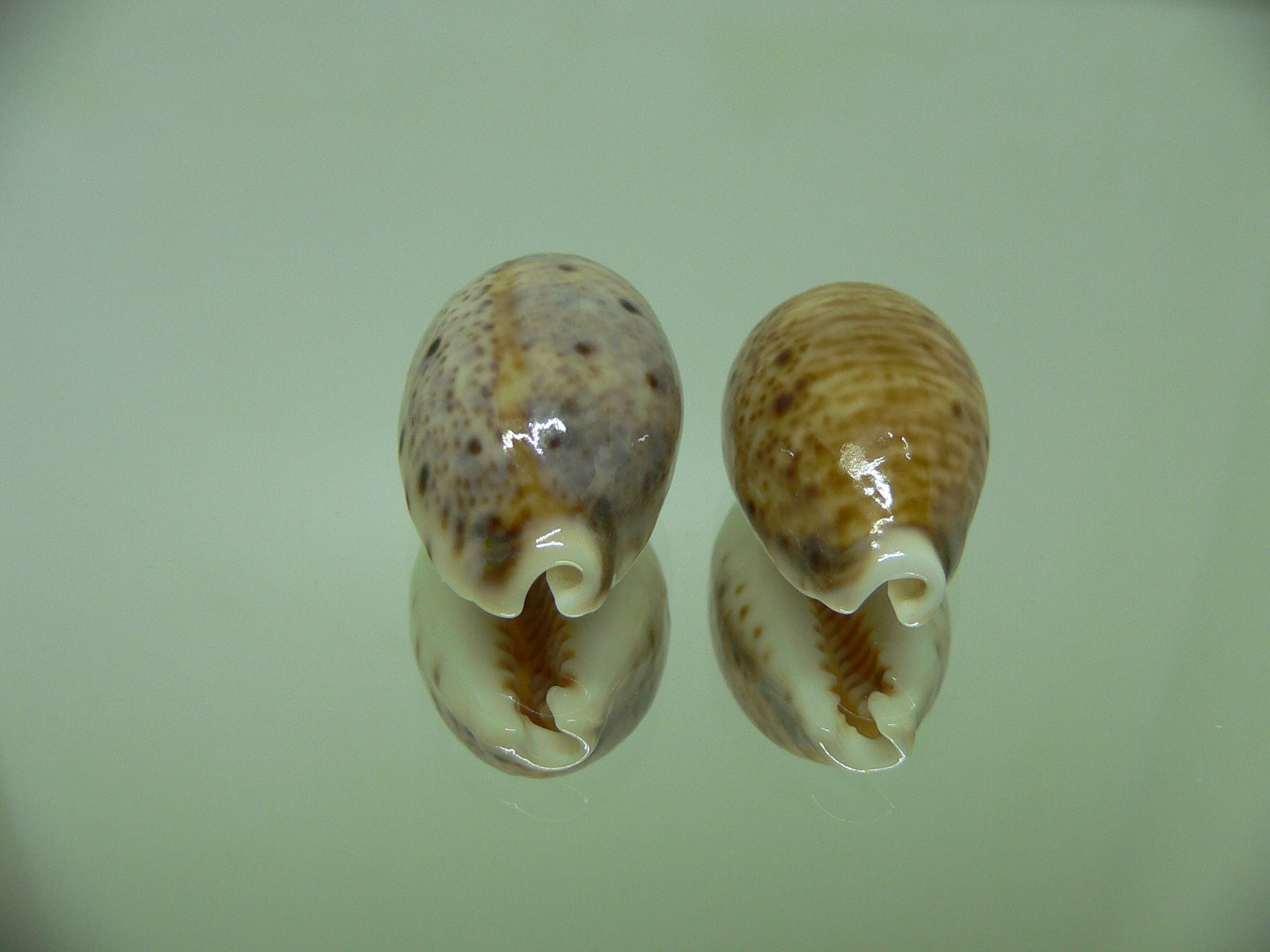 Cypraea lynx (комплект)