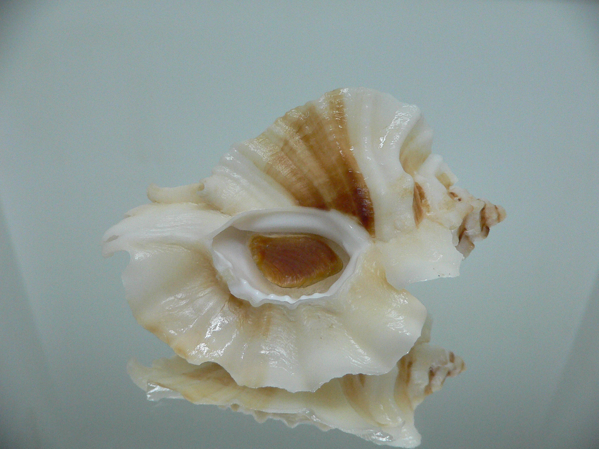 Ceratostoma foliatum CREST