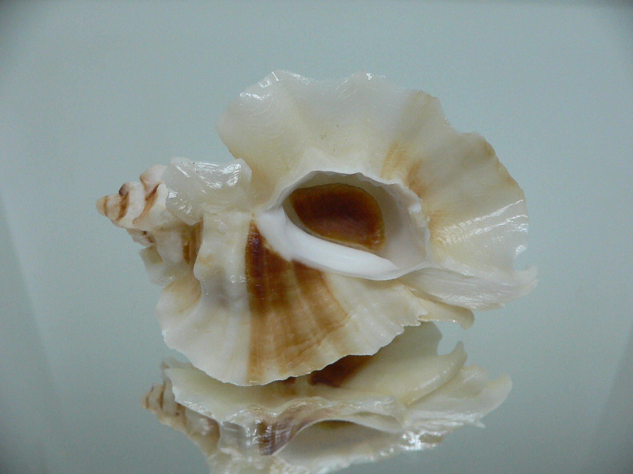 Ceratostoma foliatum CREST