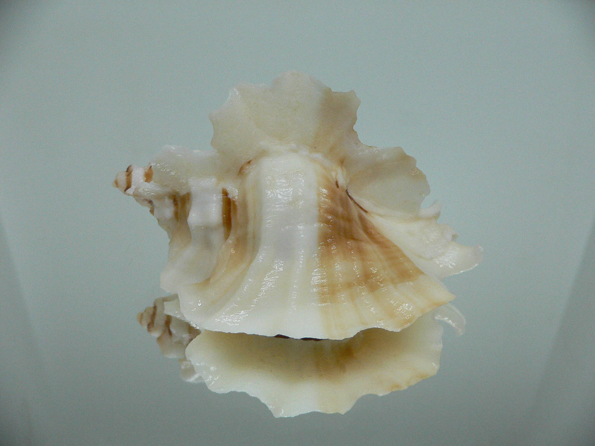 Ceratostoma foliatum CREST