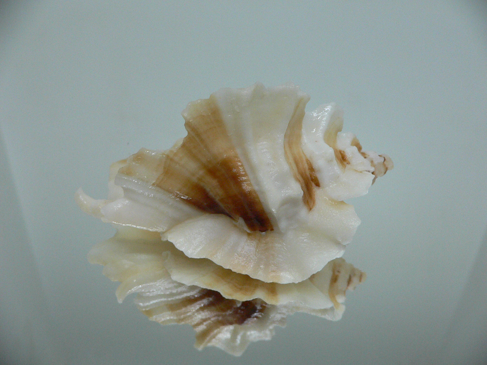 Ceratostoma foliatum CREST