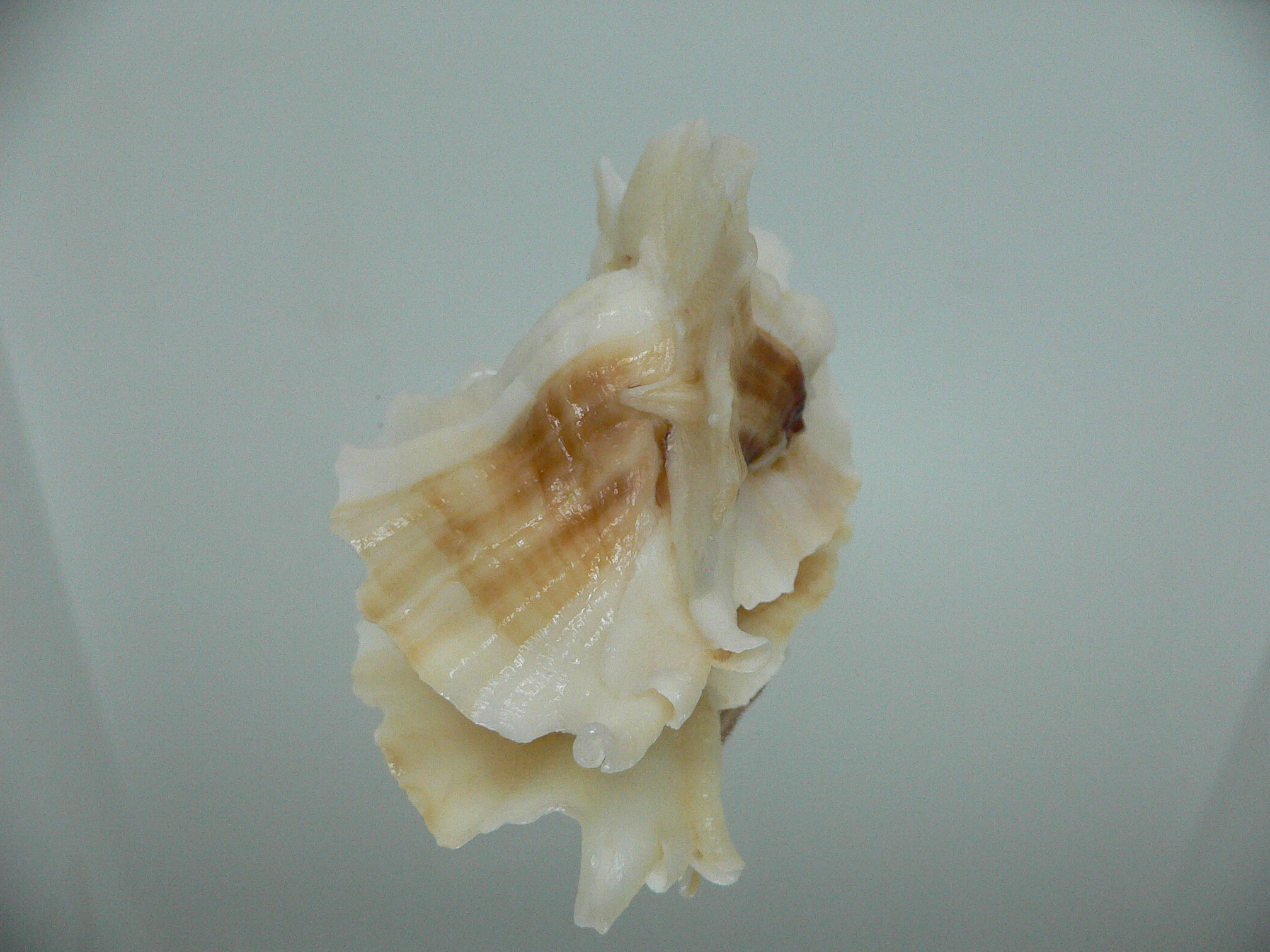 Ceratostoma foliatum CREST