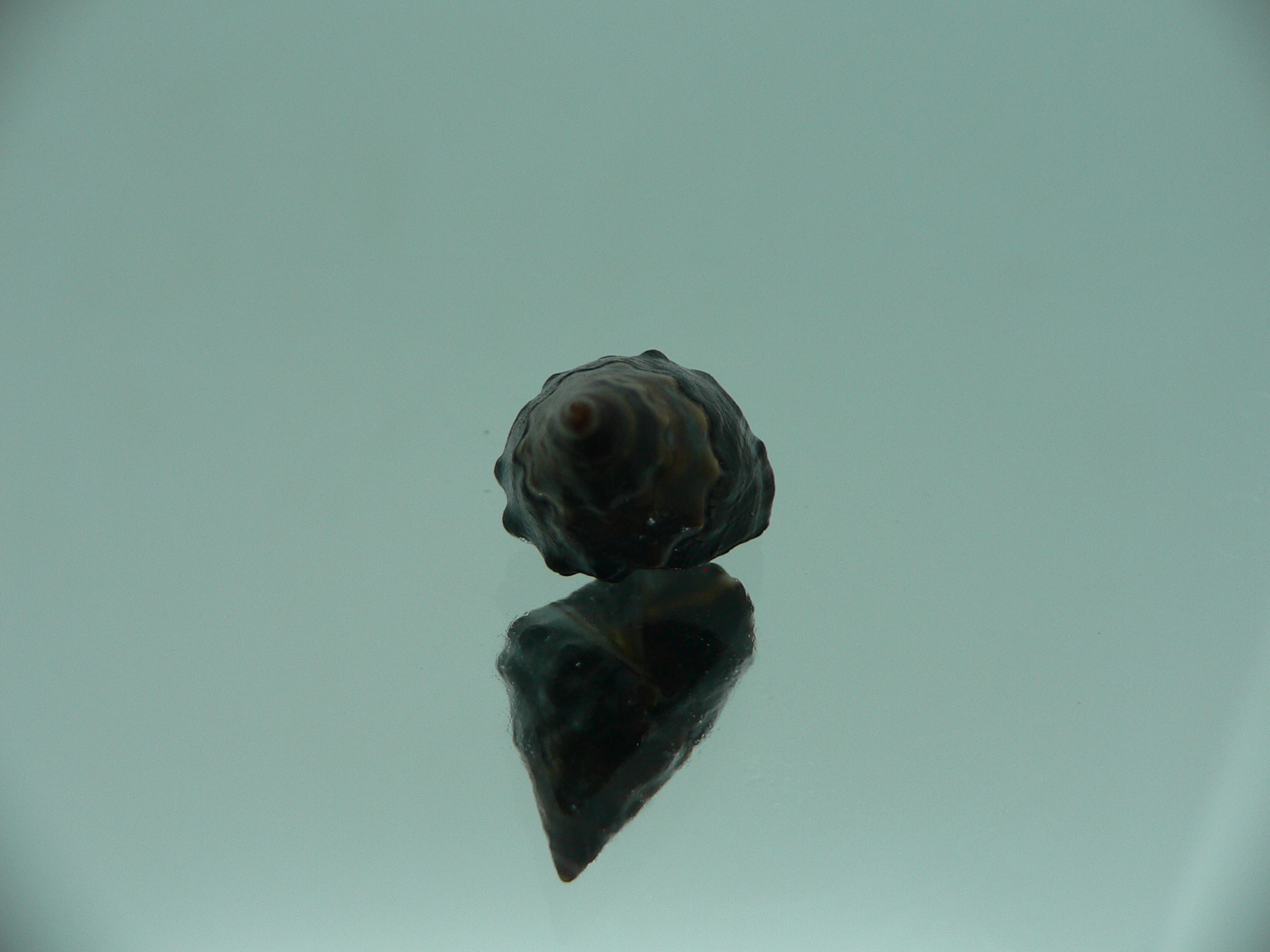 Echinolittorina pascua BRIGHT GIANT