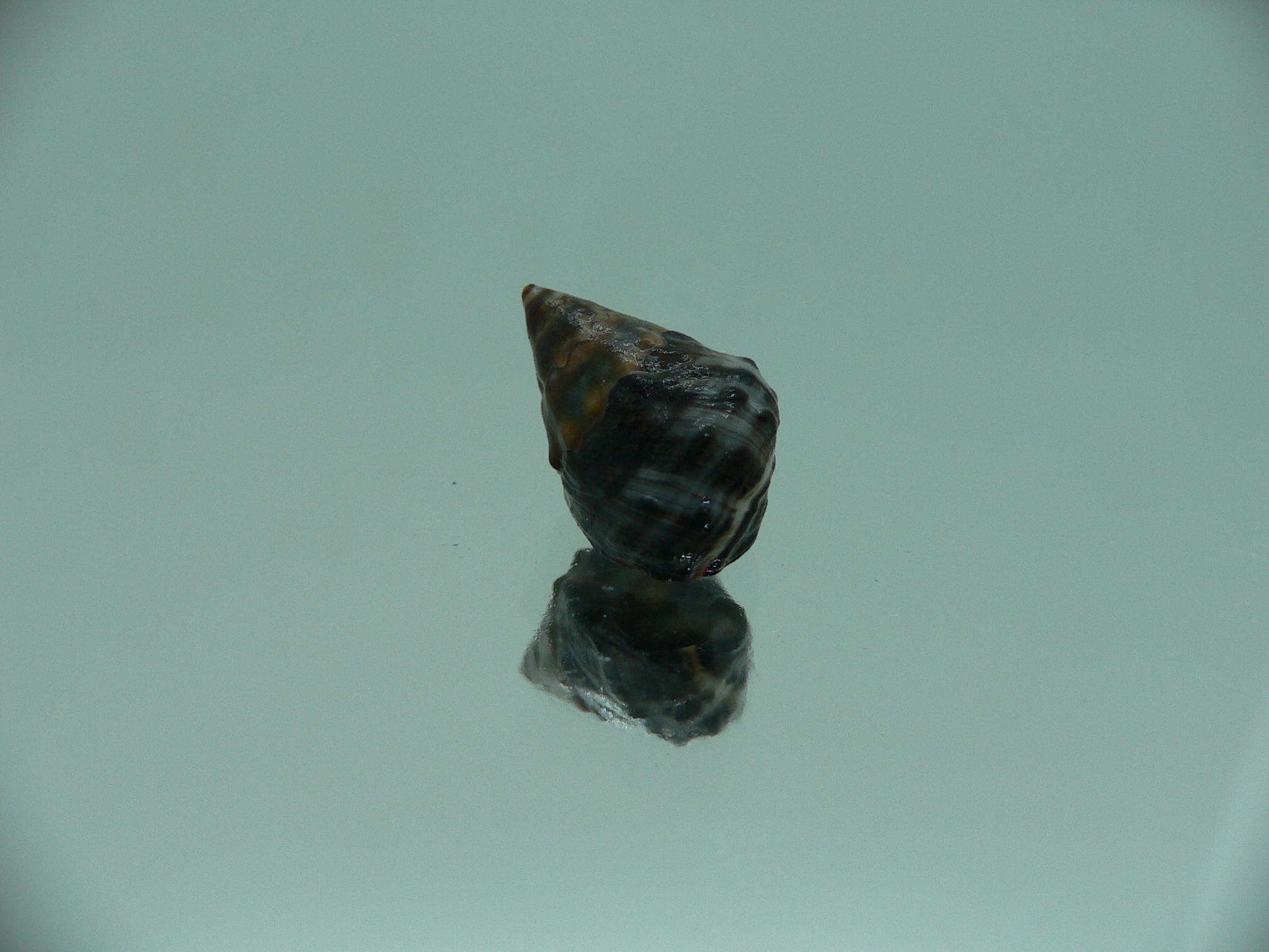 Echinolittorina pascua BRIGHT GIANT