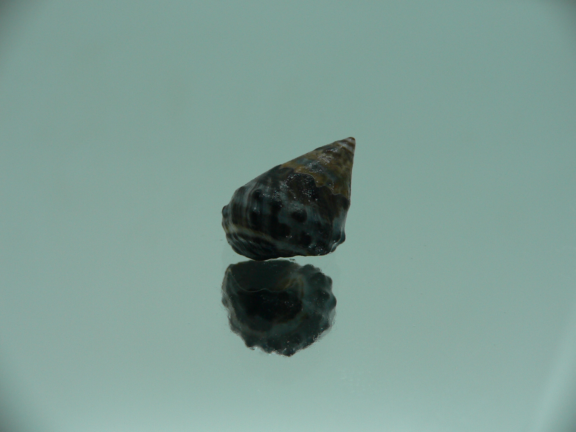 Echinolittorina pascua BRIGHT GIANT