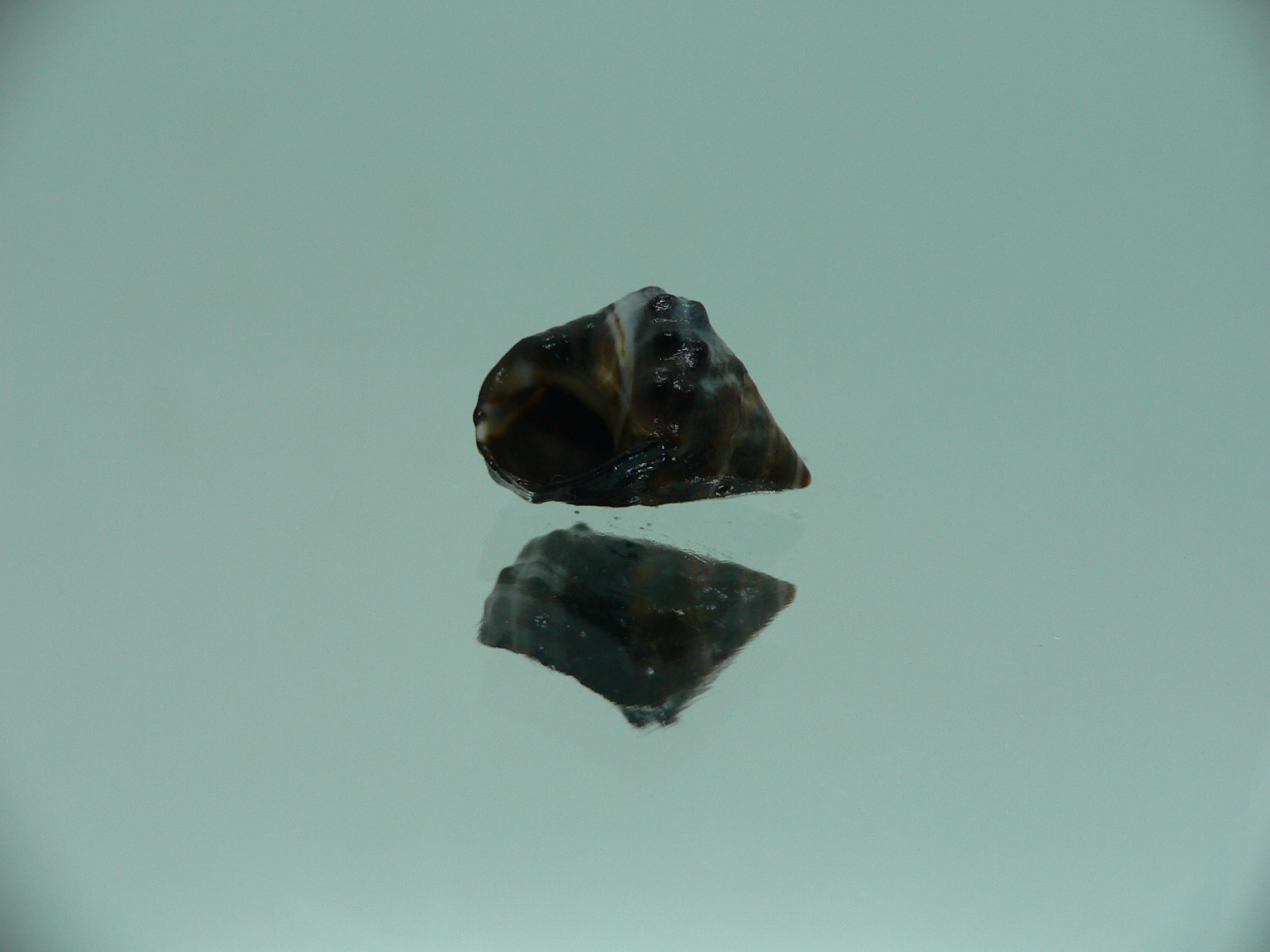 Echinolittorina pascua BRIGHT GIANT