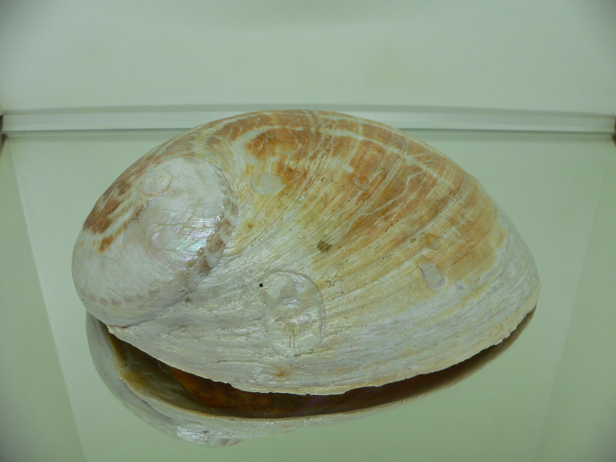 Haliotis laevigata BIG