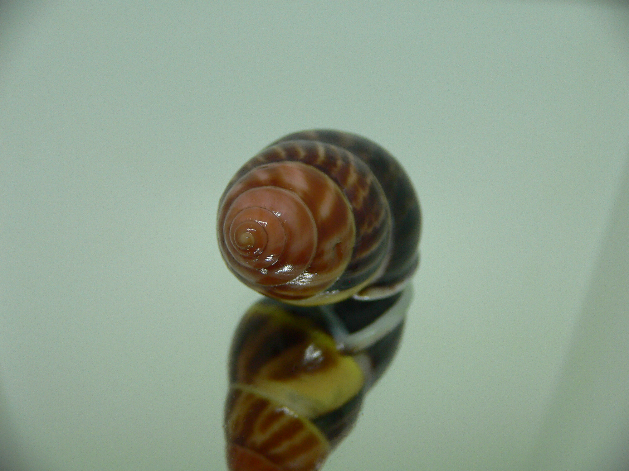 Amphidromus perversus melanoma BEAUTIFUL