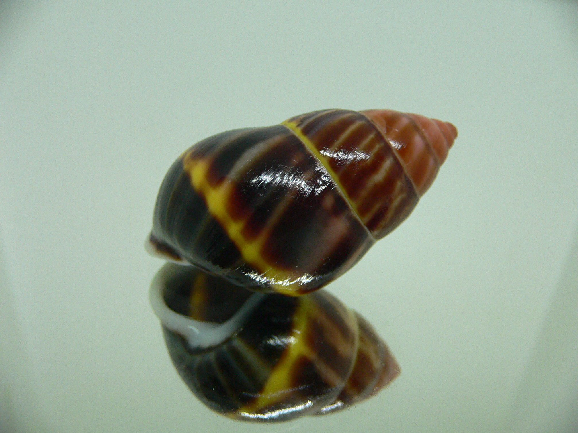 Amphidromus perversus melanoma BEAUTIFUL