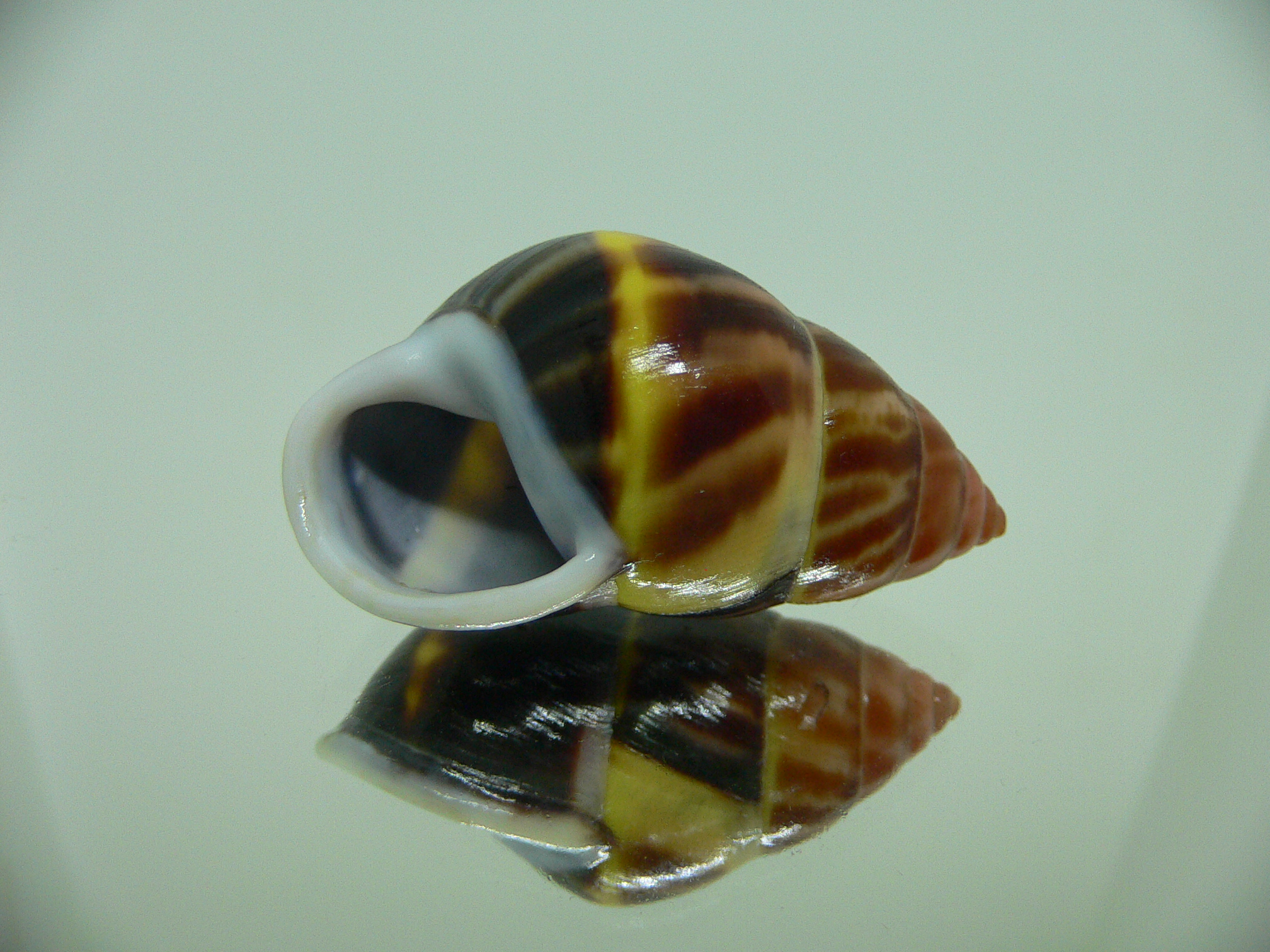 Amphidromus perversus melanoma BEAUTIFUL